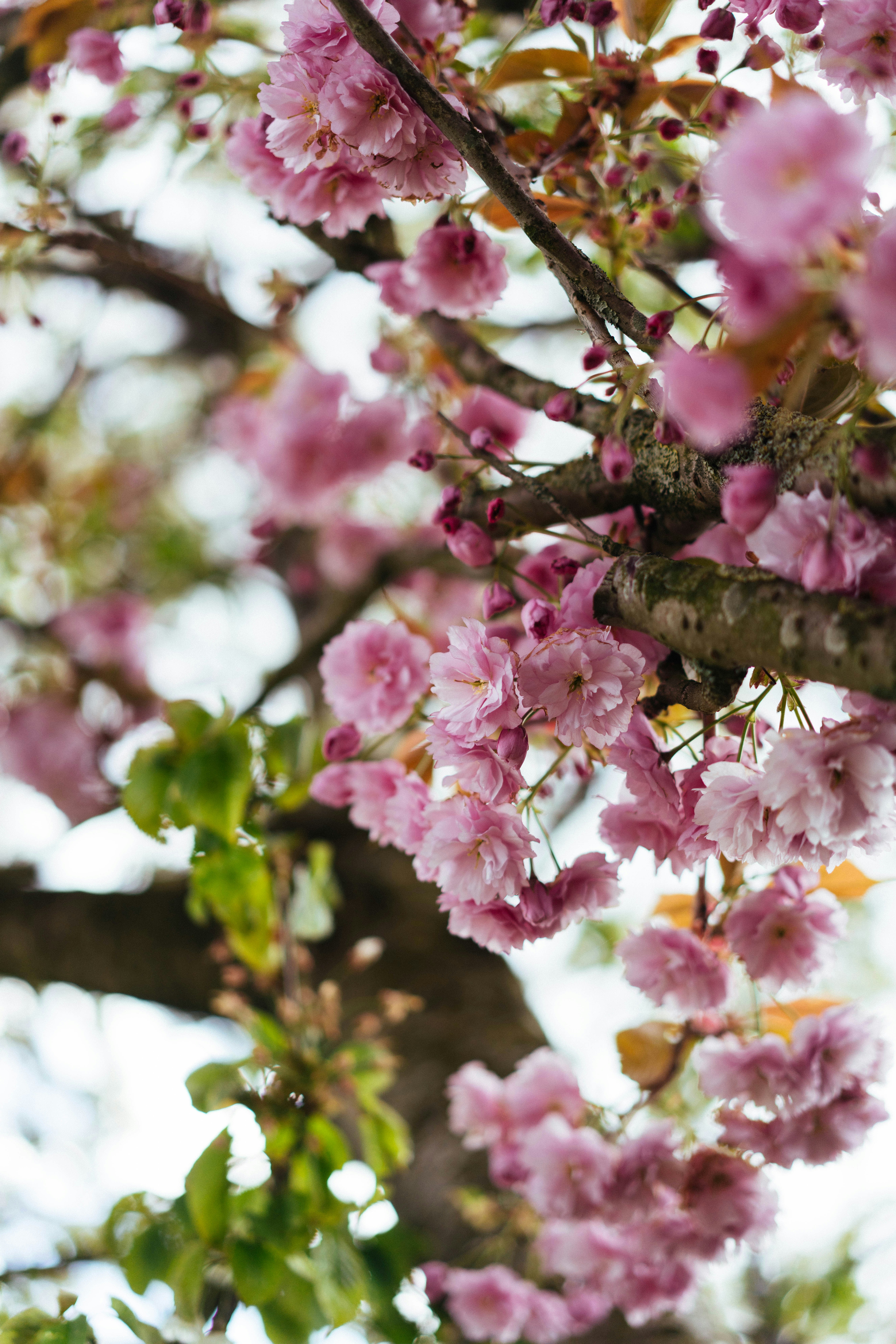 木の枝に咲くピンクの桜のクローズアップ