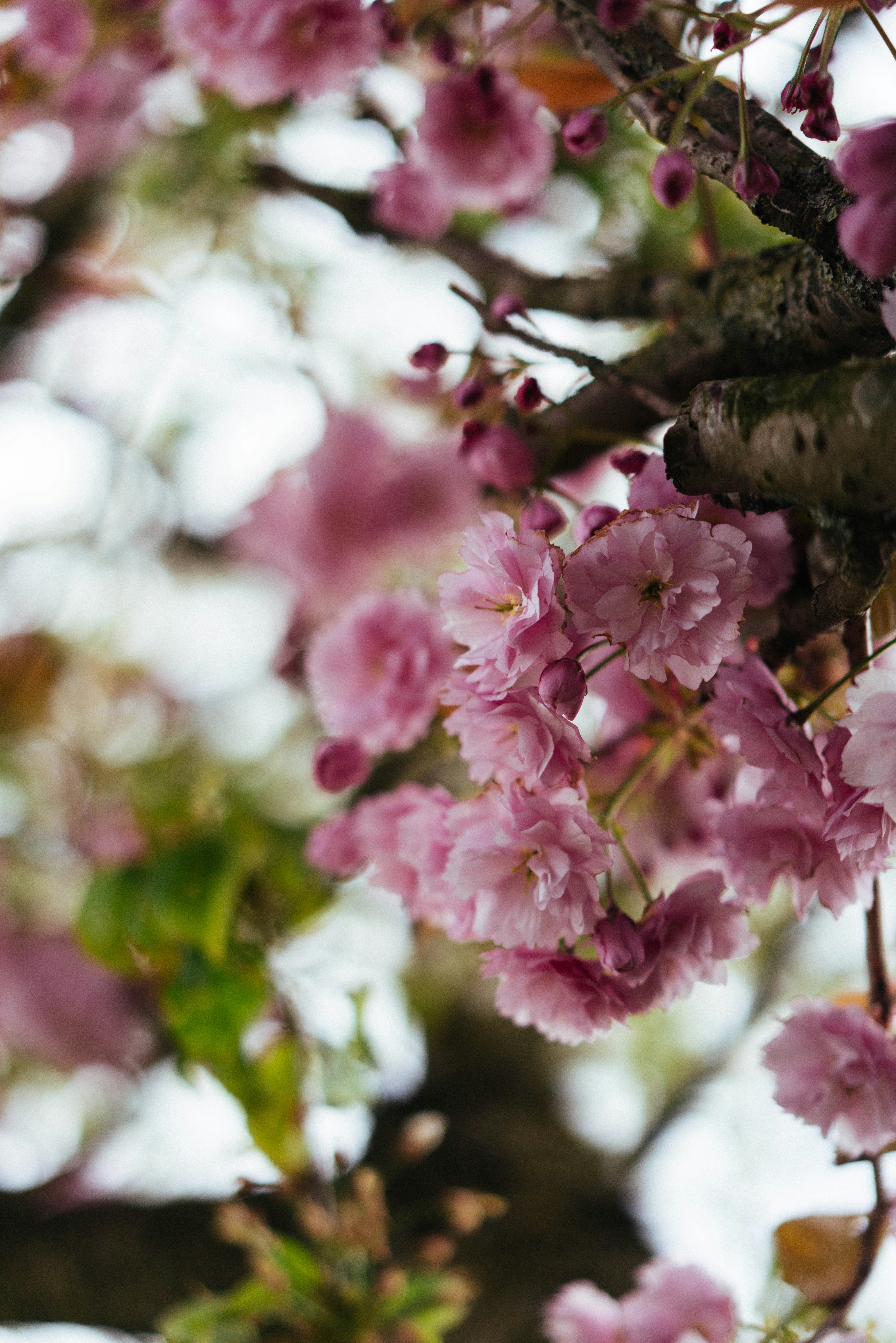 木の枝に咲く繊細なピンク色の桜のクローズアップ。