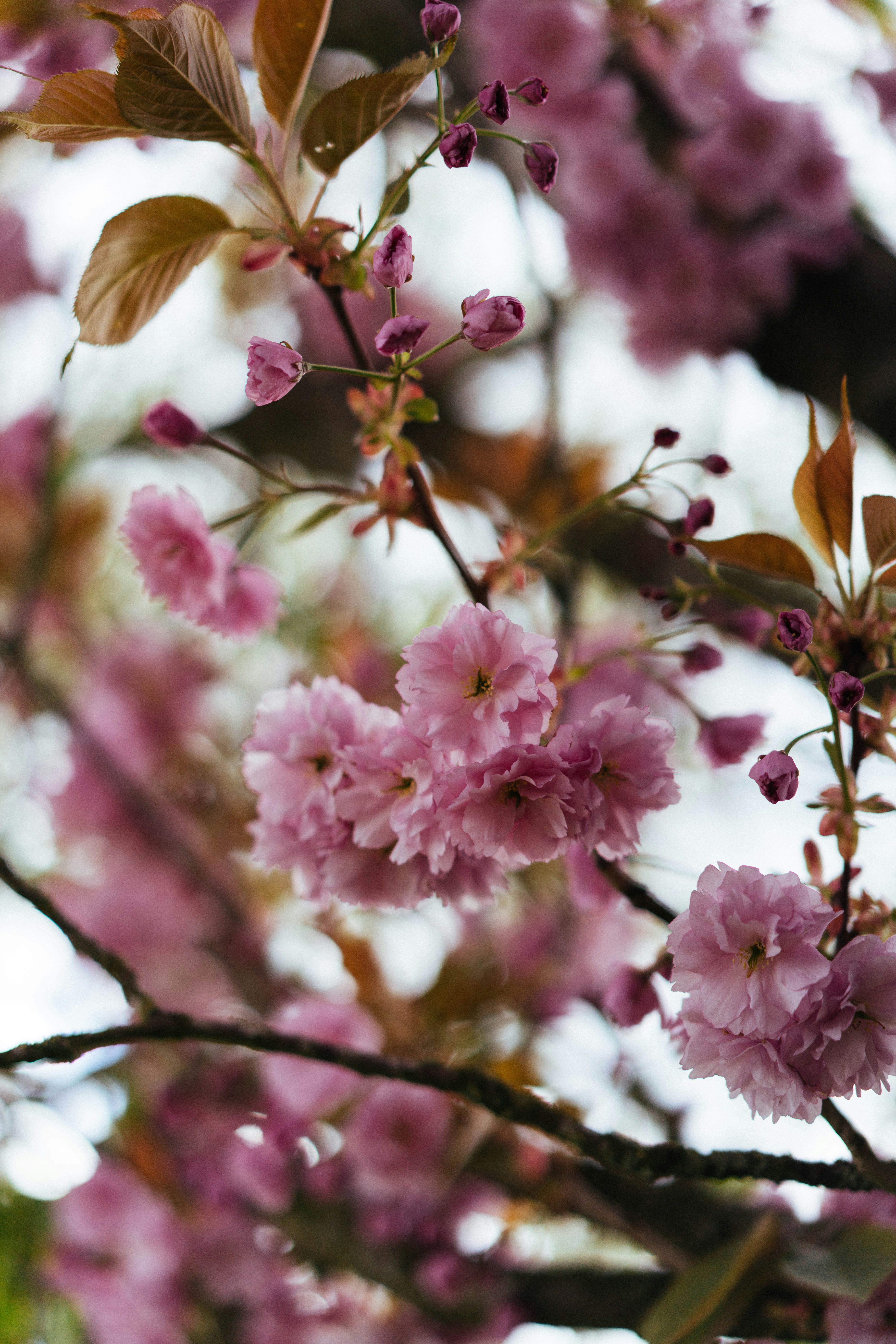 枝に咲くピンクの桜のクローズアップ