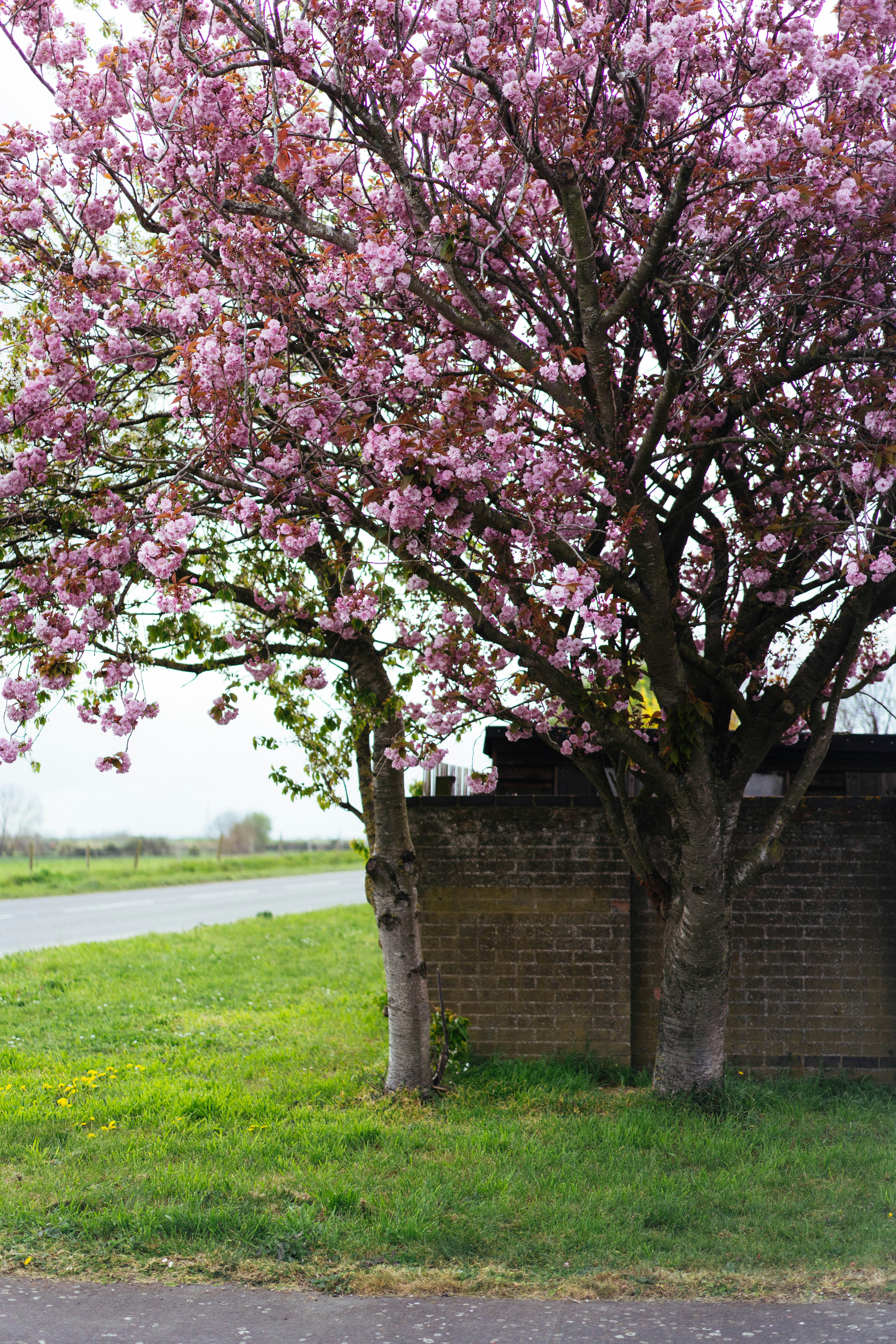 ピンクの花が咲く桜の木。
