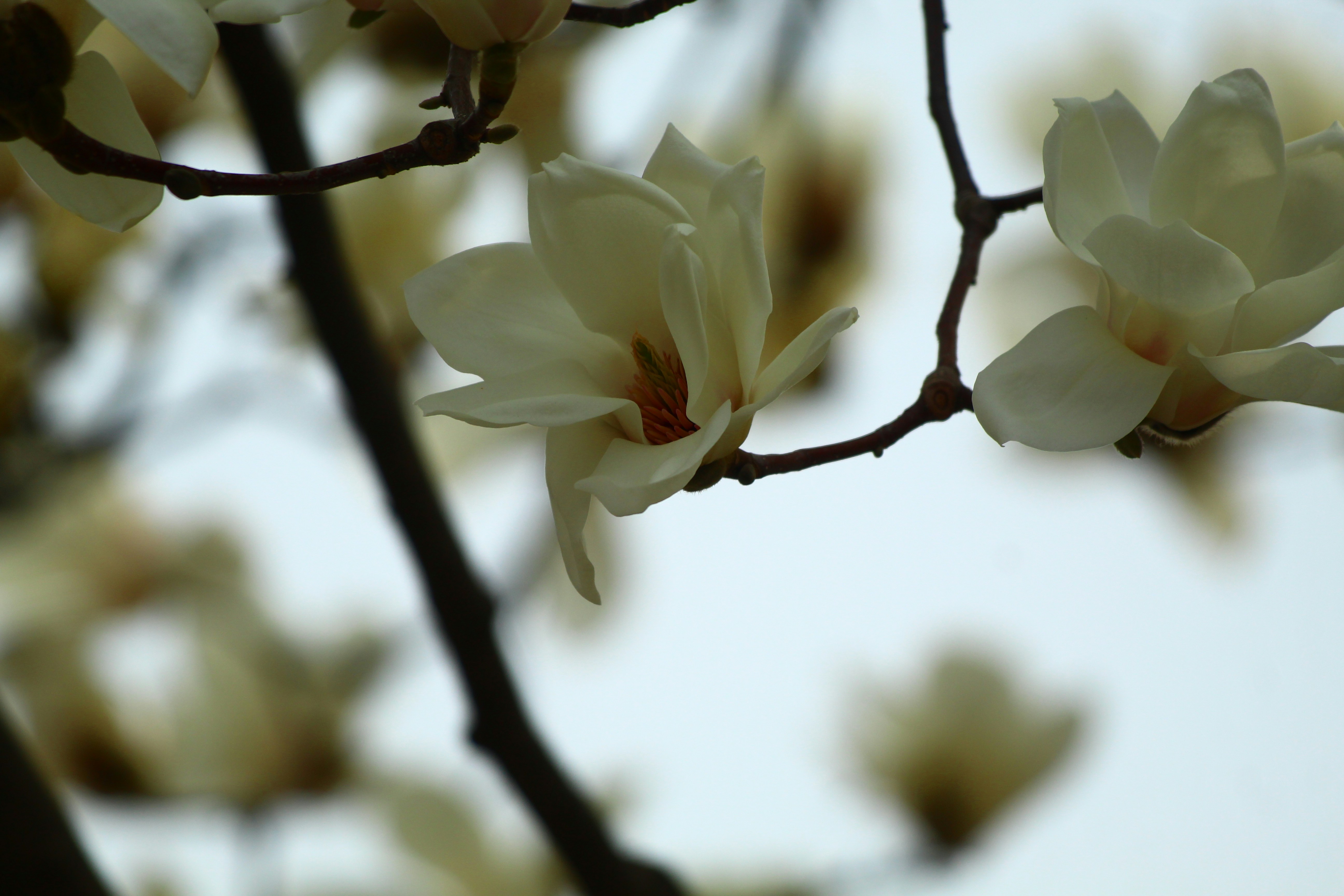 Photo by sevaltorun
