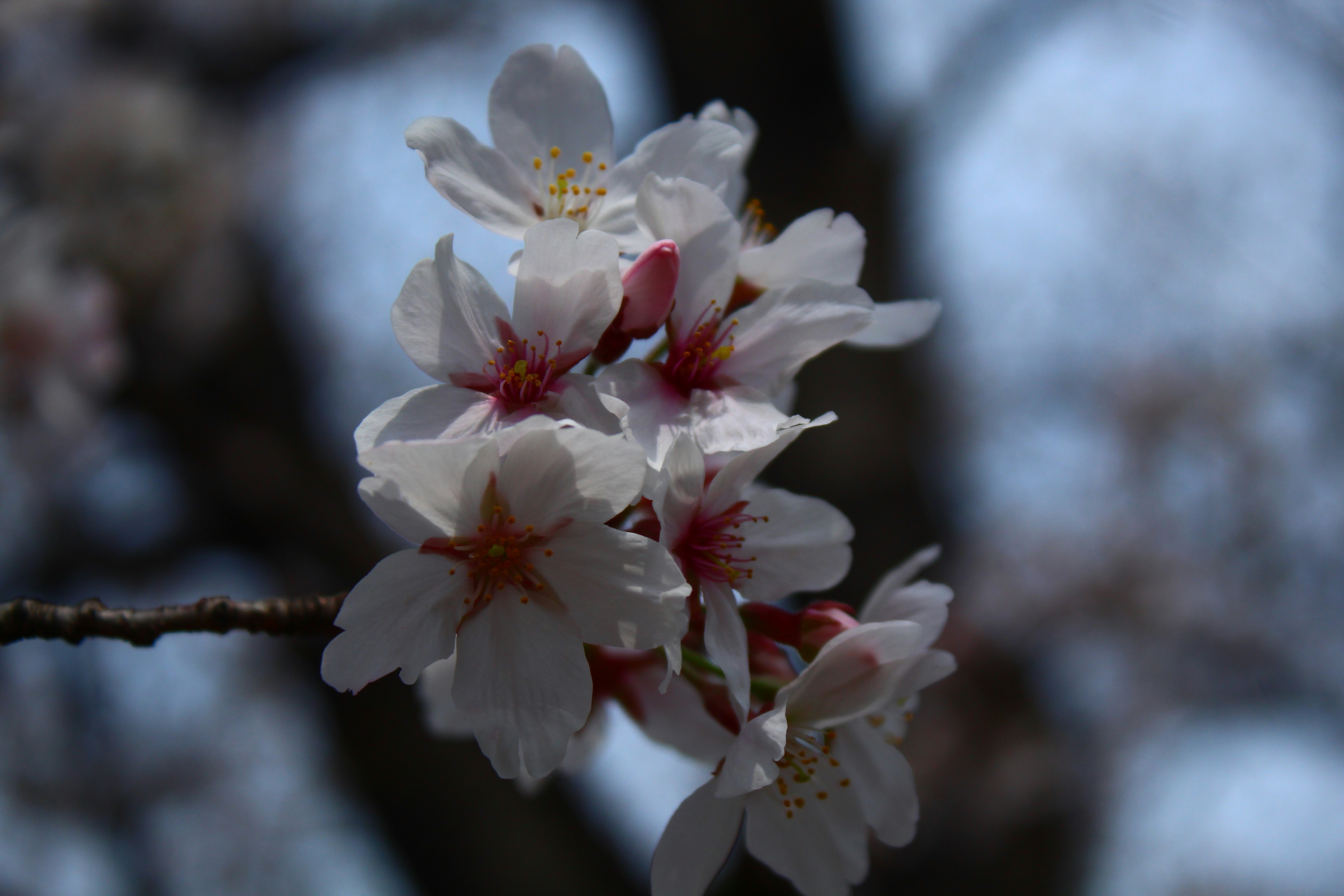 Photo by sevaltorun