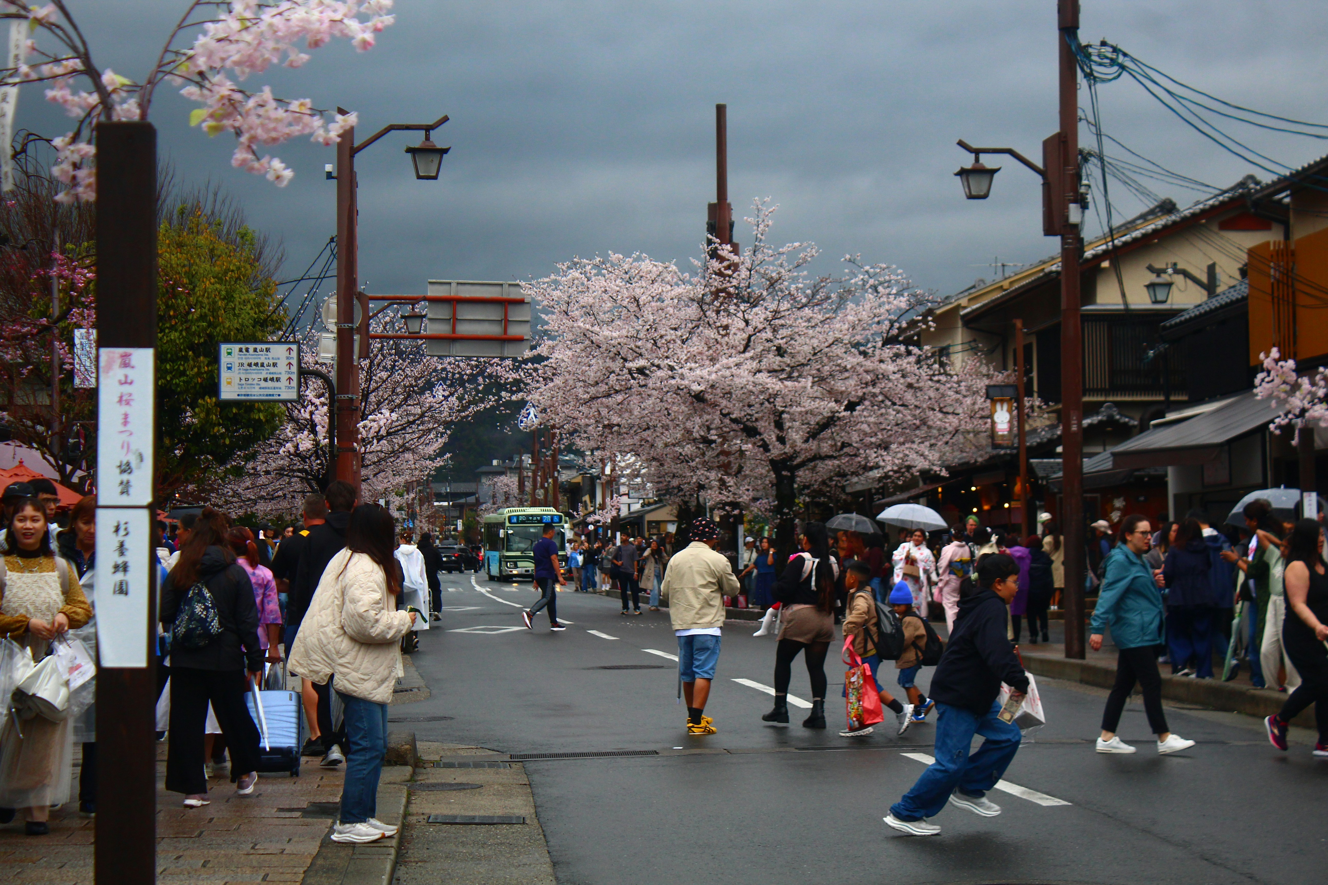 people walking on a street lined with cherry blossom trees