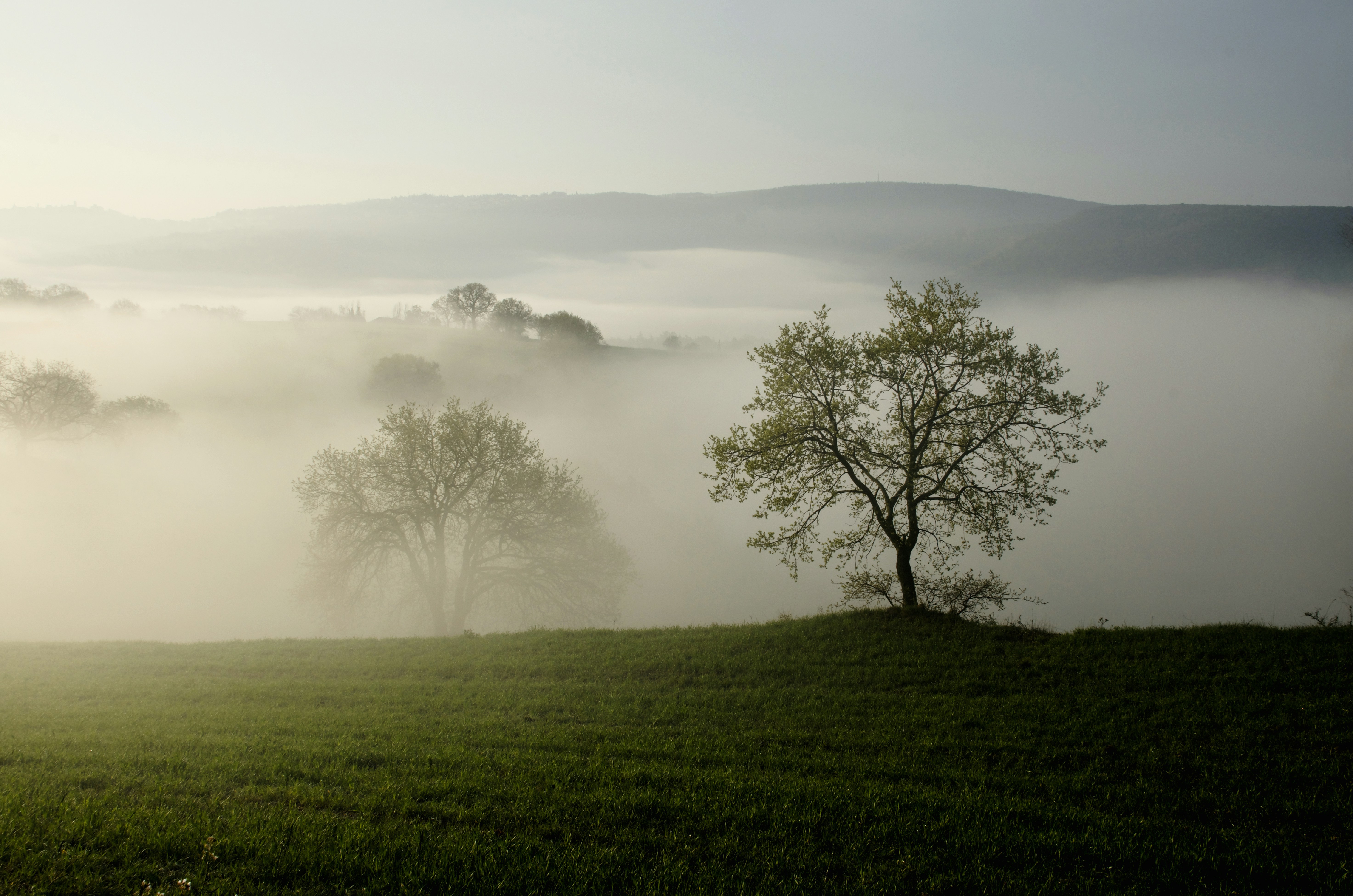 Paesaggio mattutino nebbioso con alberi su dolci colline.
