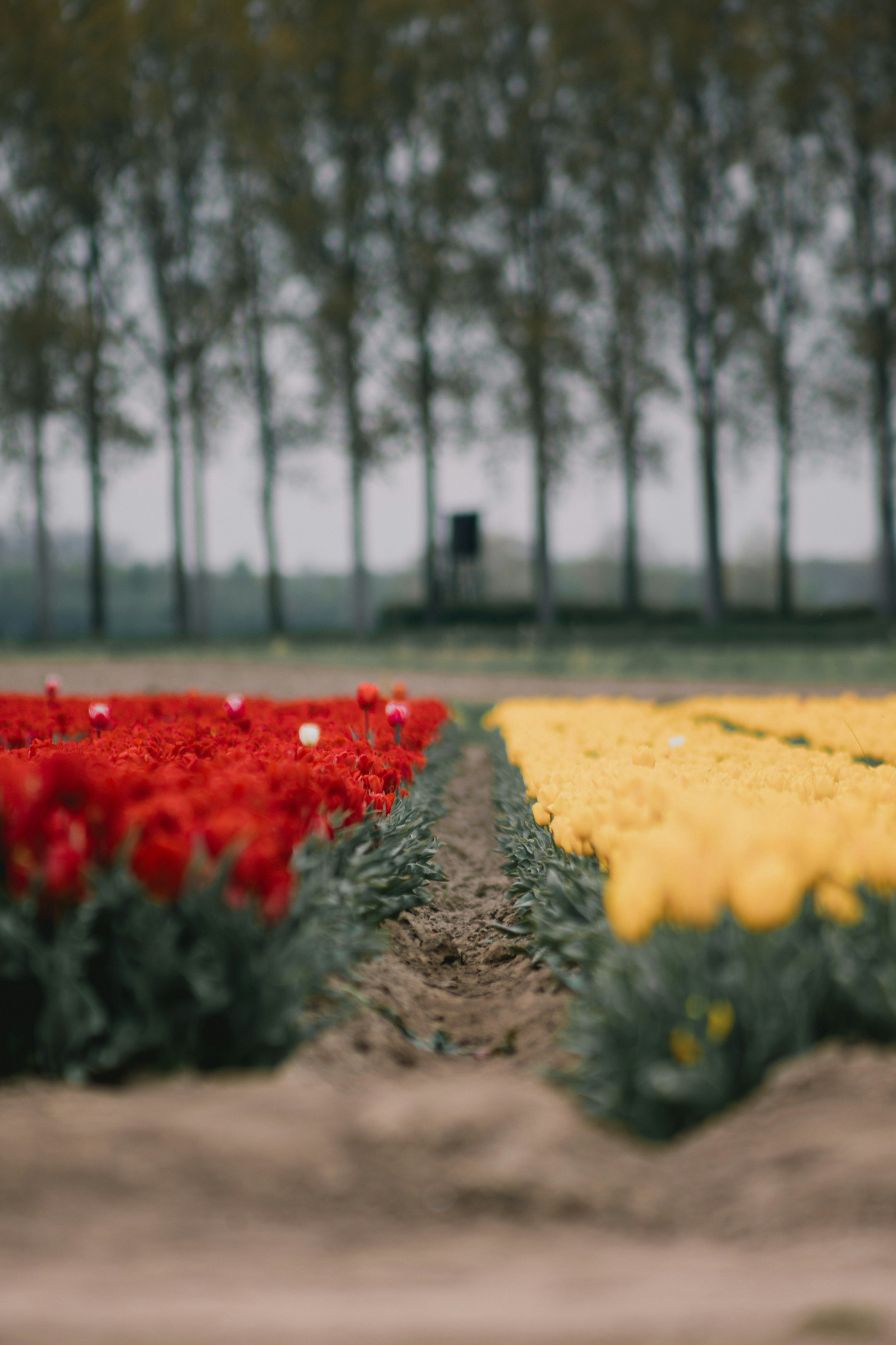 Rows of red and yellow tulips in a field.