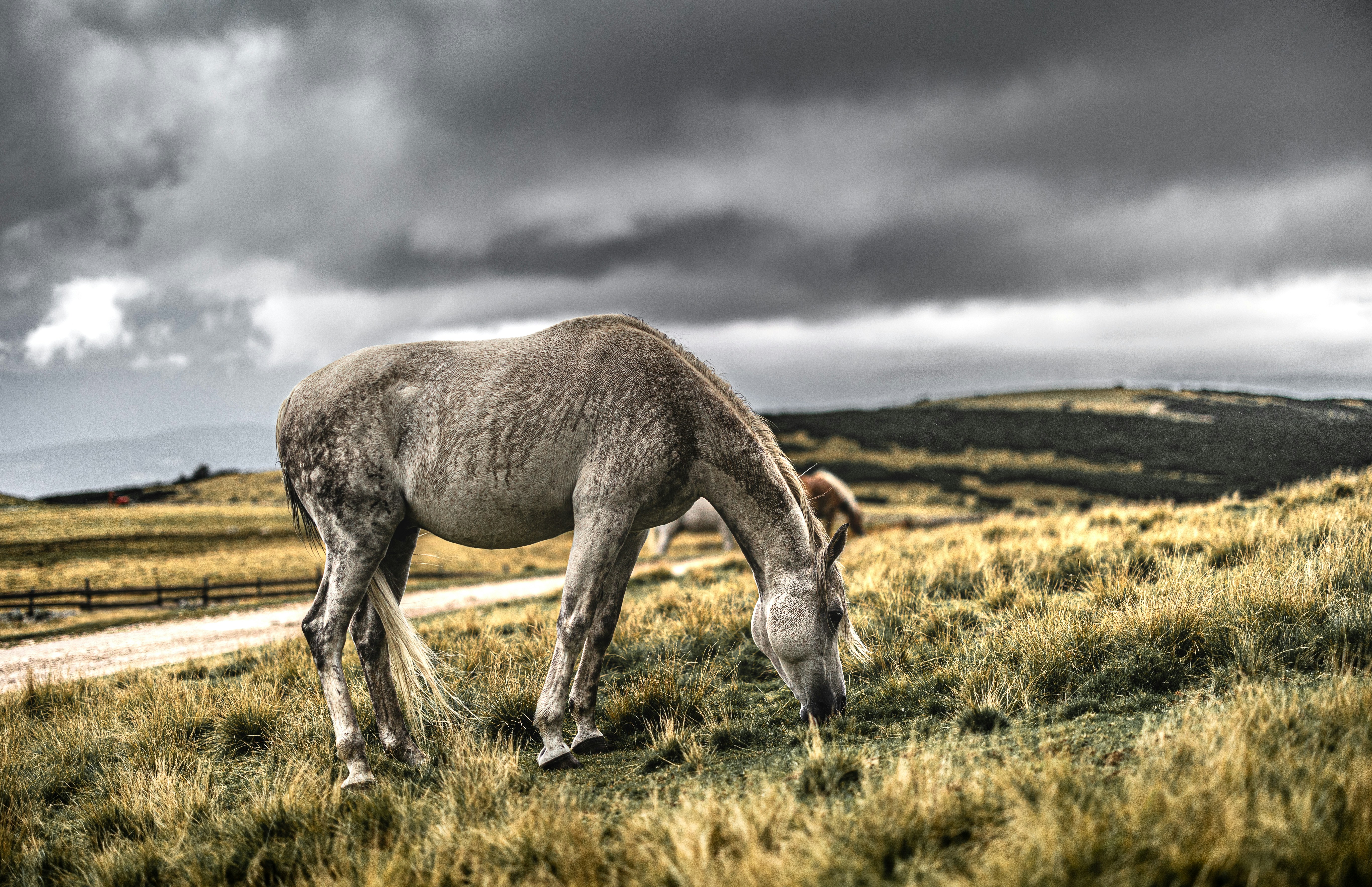 A white horse grazes in a field under cloudy skies.