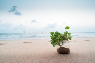 A small plant in a jar on a sandy beach.