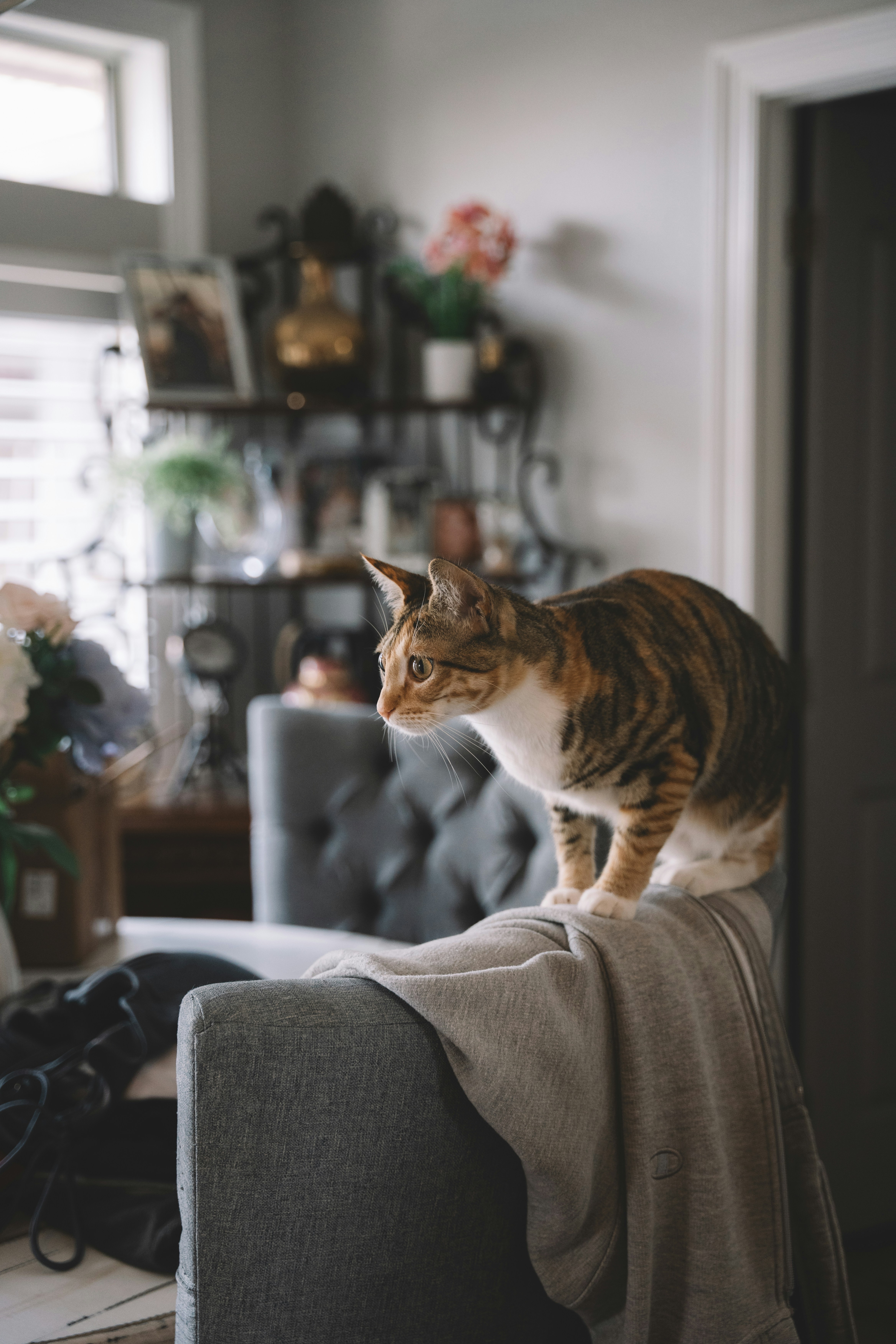 A tabby cat sits on a chair back.