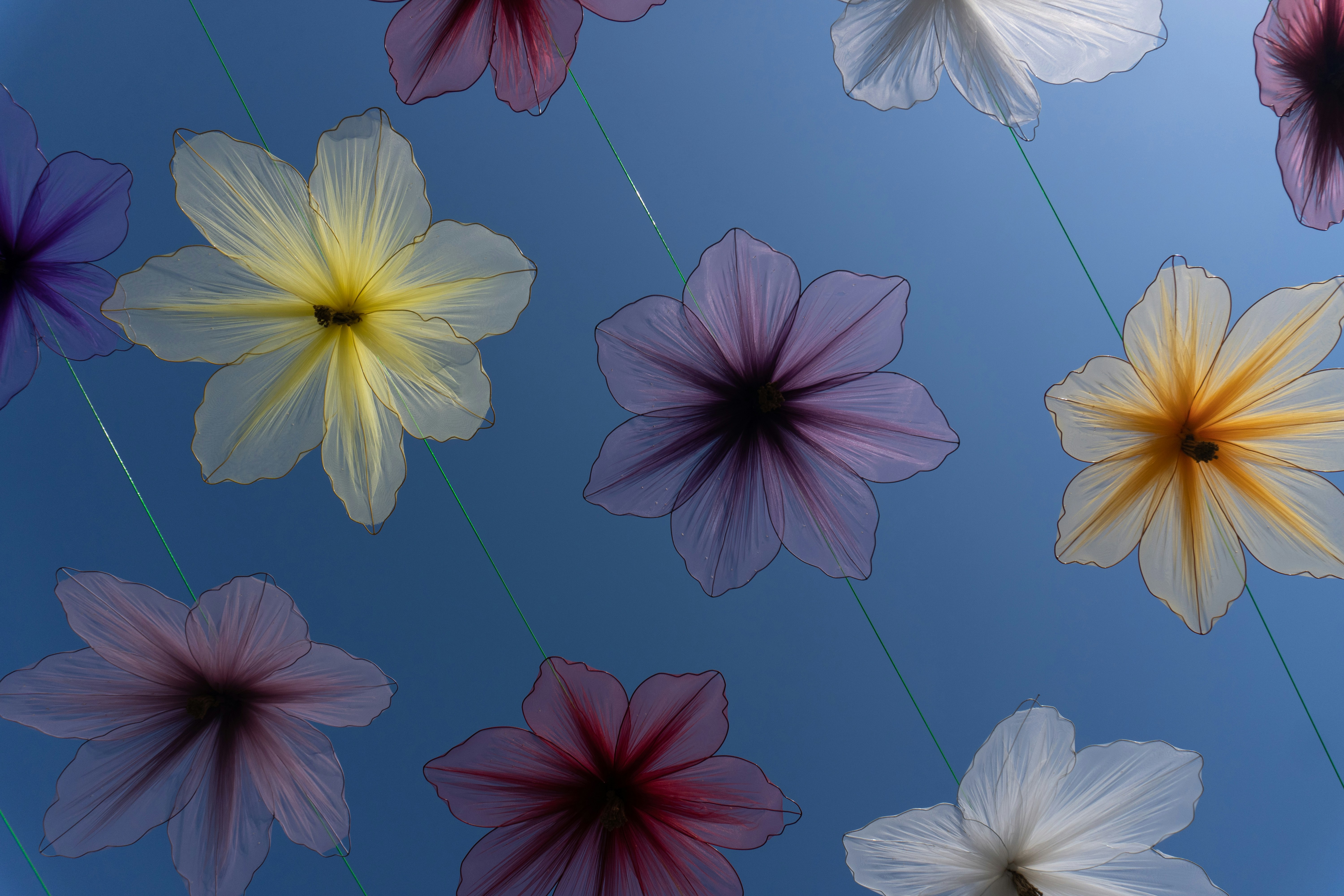 青空に浮かぶ色とりどりの花々の写真 – Unsplashのアーバンアートの