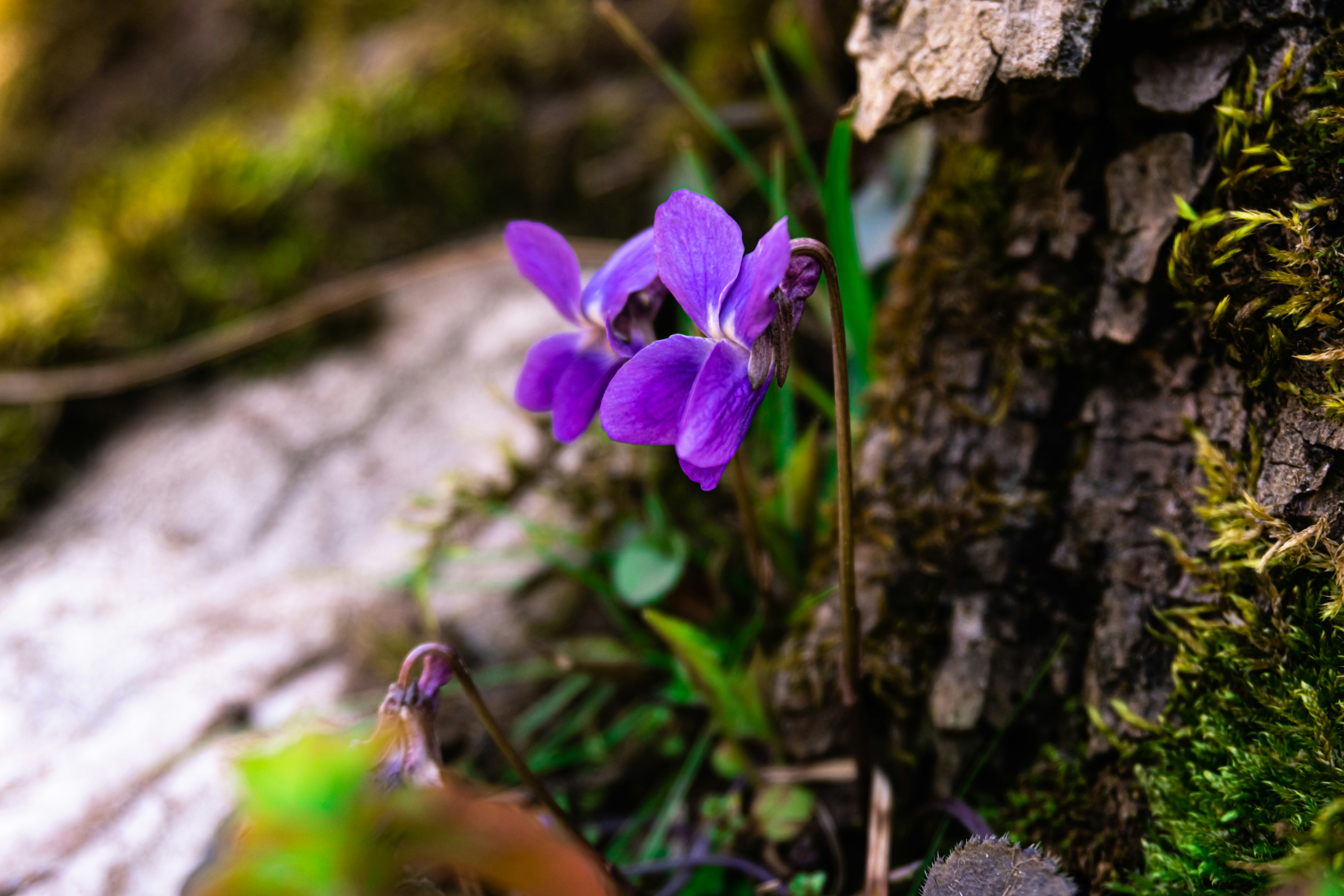 A small purple flower blooms near a tree trunk.