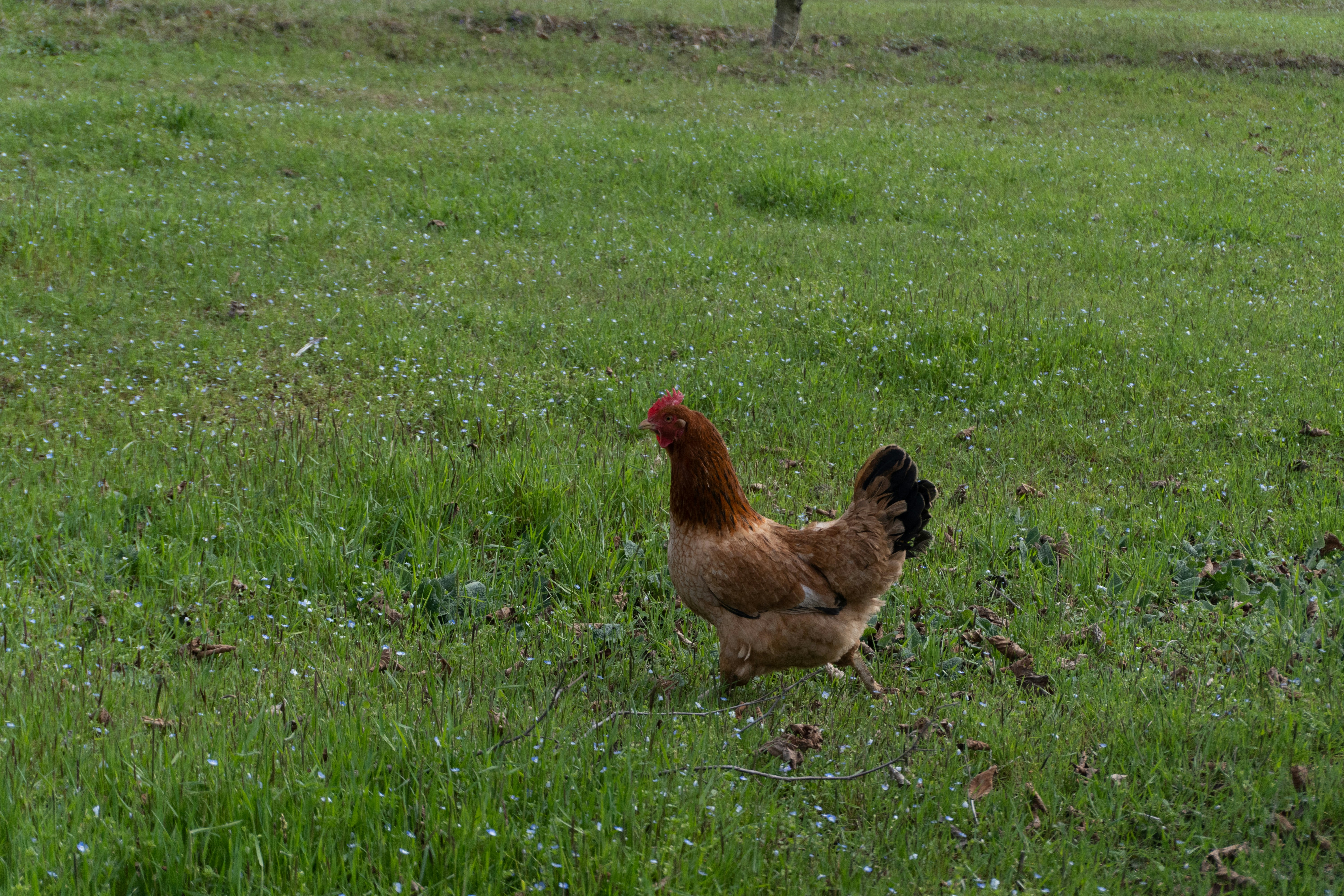 A brown chicken walks across a green grassy field.