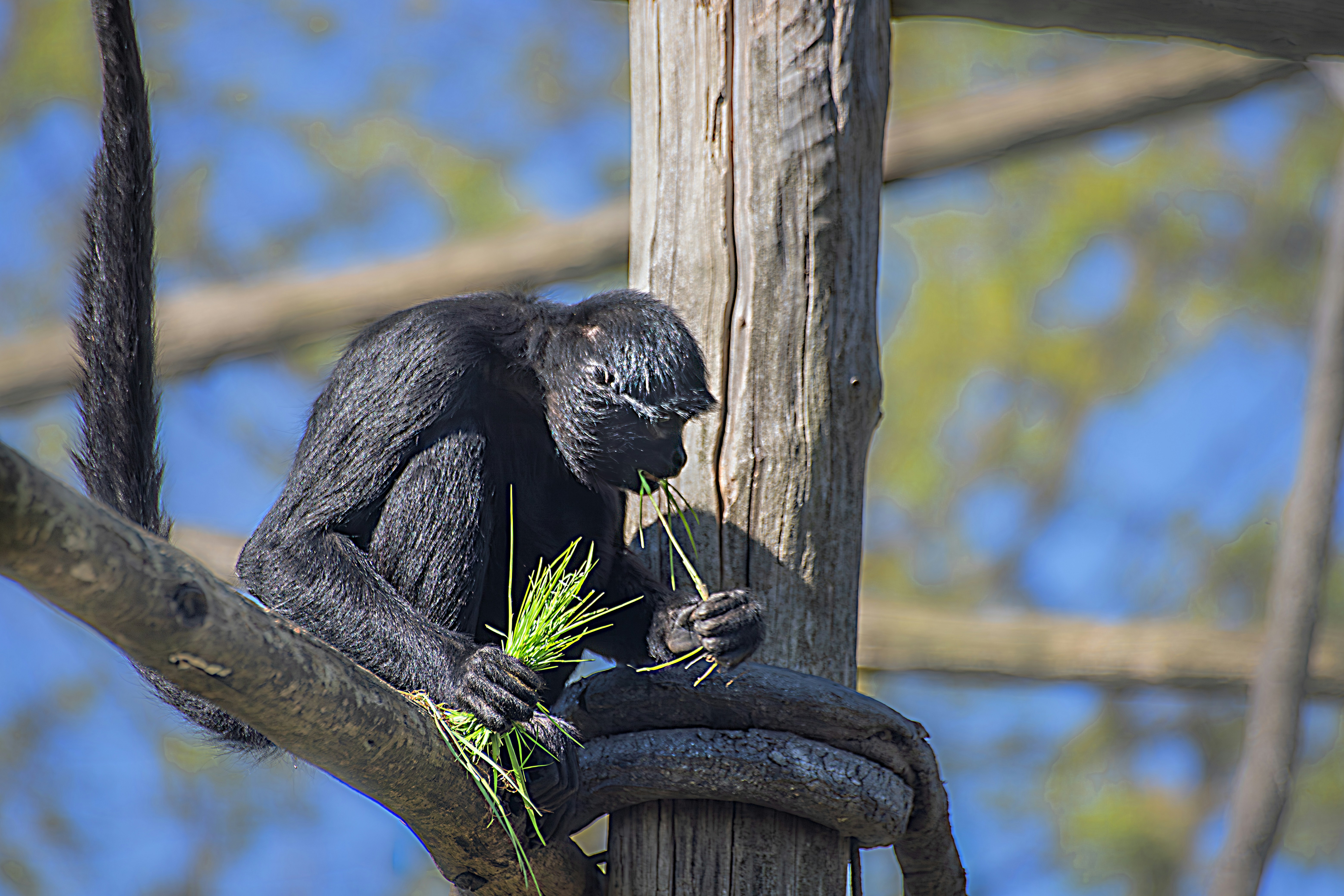 A black monkey sitting on a branch eating plants