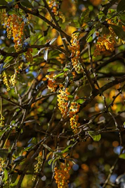 Clusters of small yellow flowers on a tree branch.
