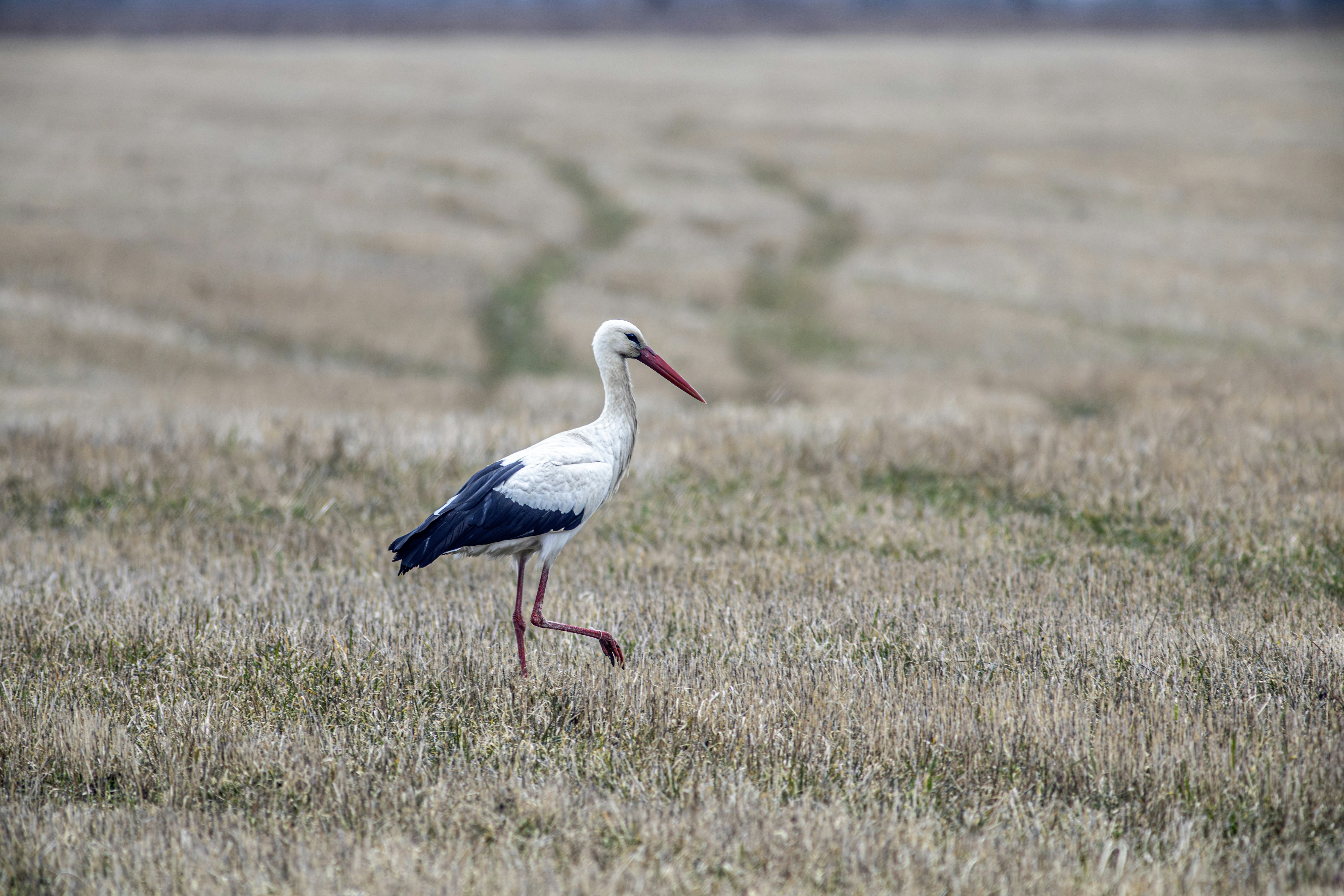 A white stork walks across a dry, grassy field.
