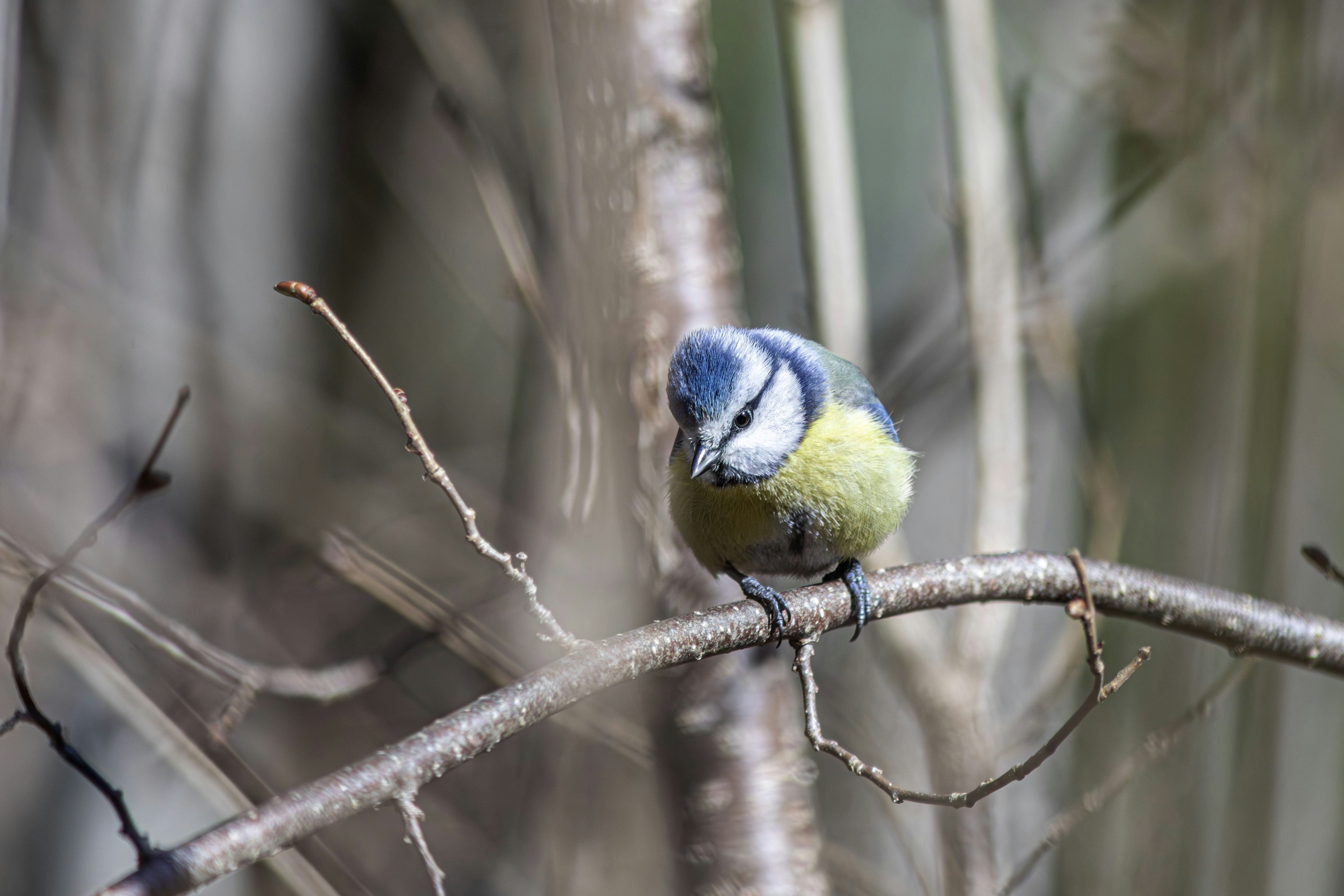 A small blue tit bird perched on a branch.