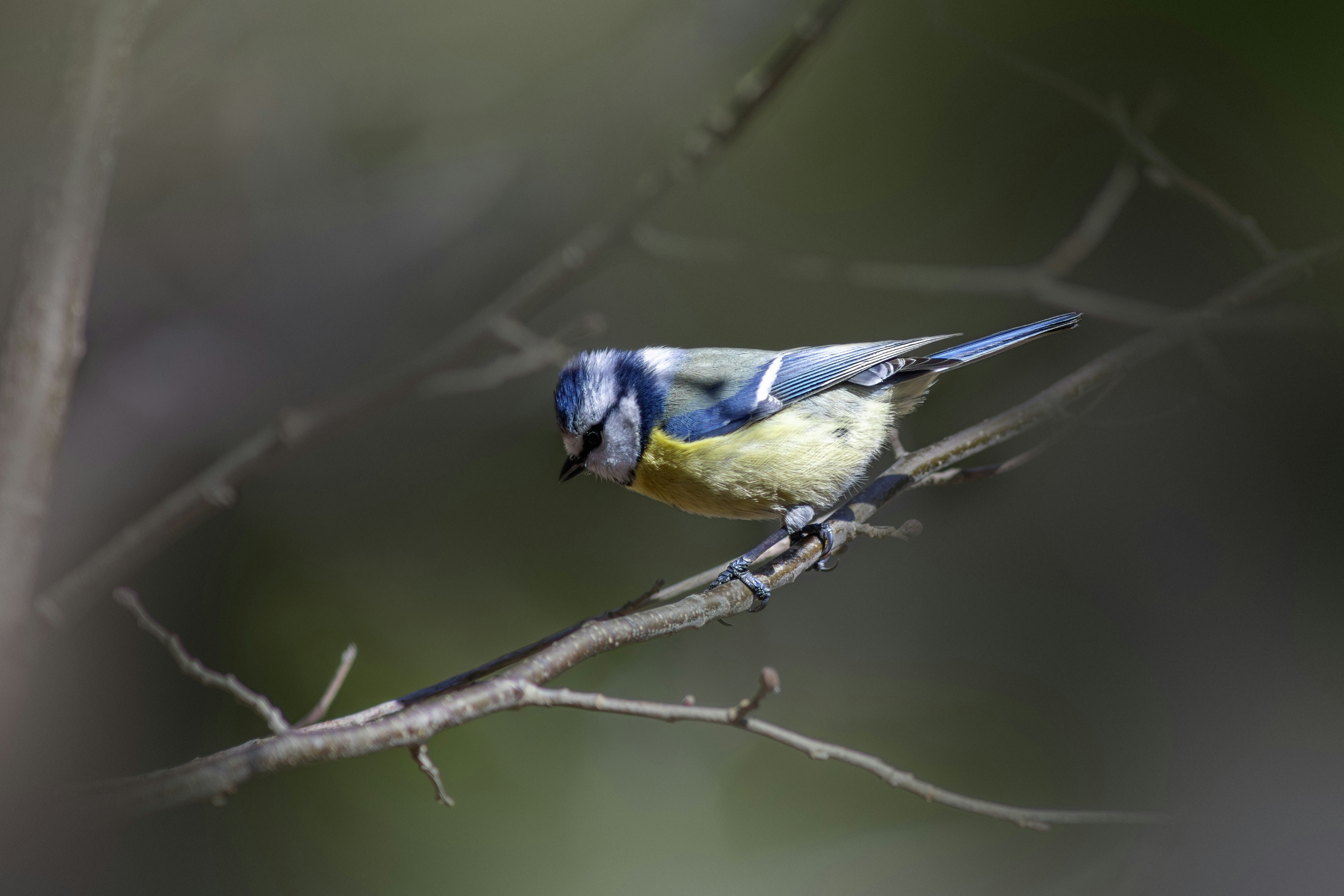 A blue tit perched on a tree branch