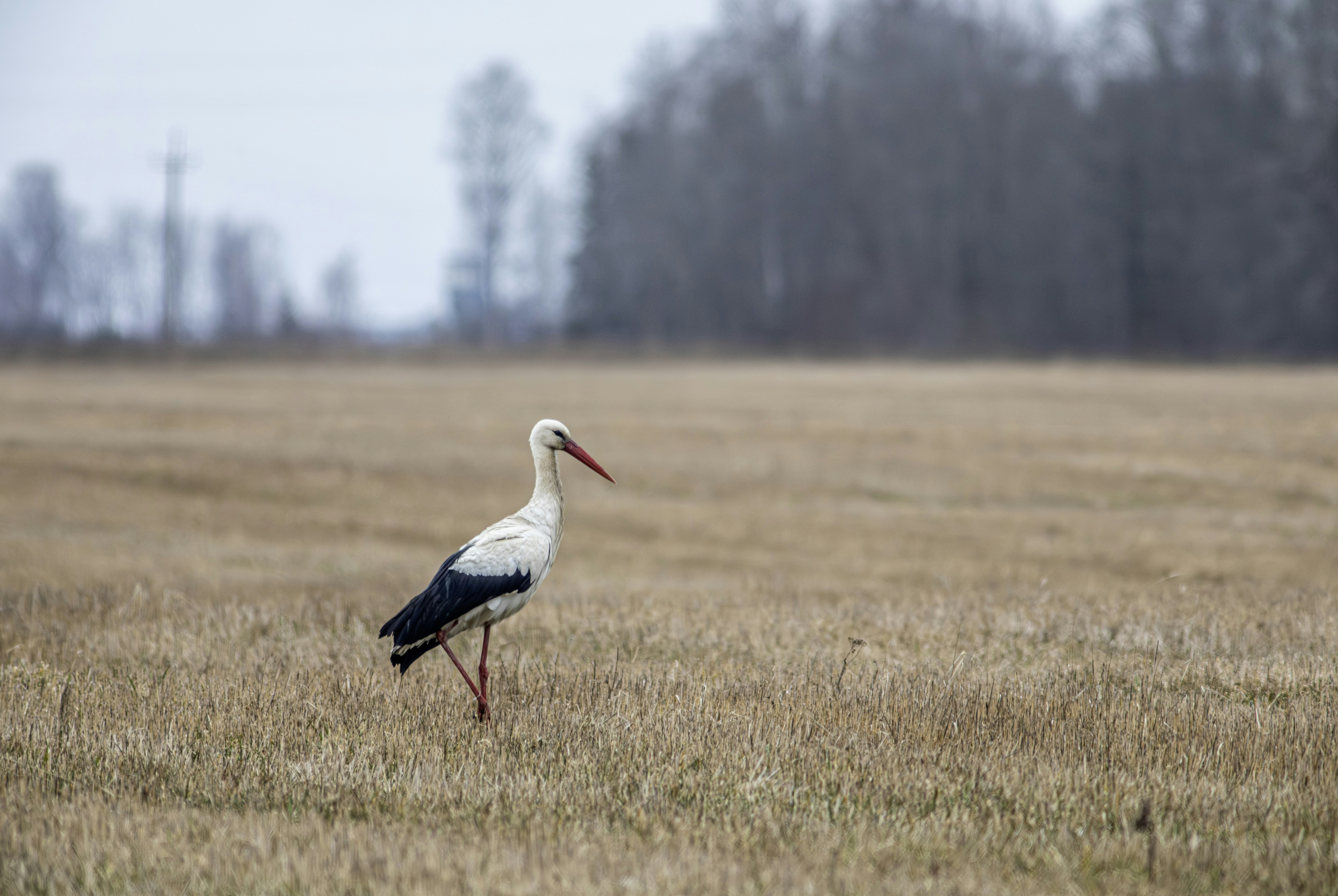 A white stork stands in a dry, grassy field.