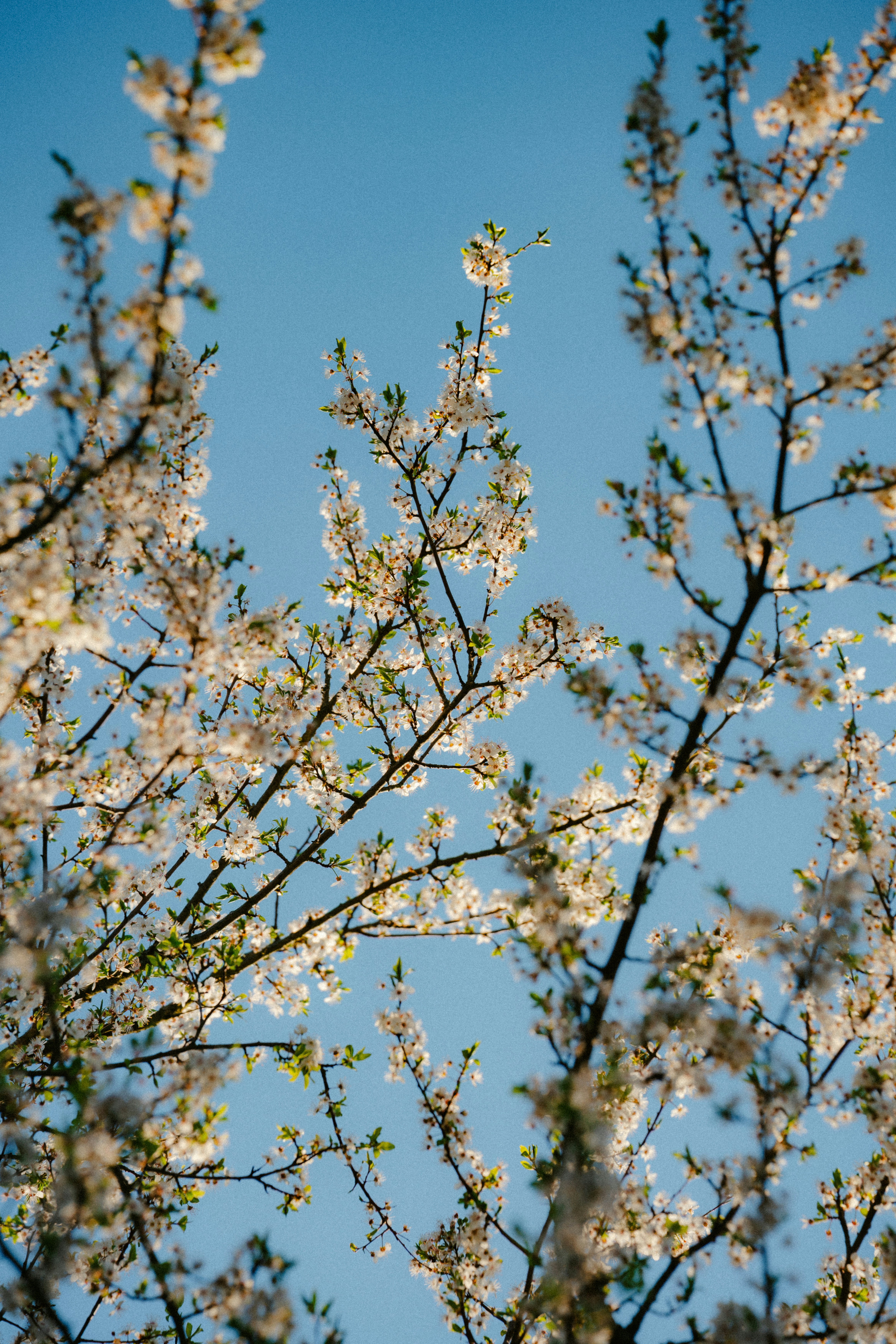 Quantum Vacuum Entanglement Pressure (QVEP) Theory: A Novel Entanglement-Based Derivation and Extension of the Casimir Effect