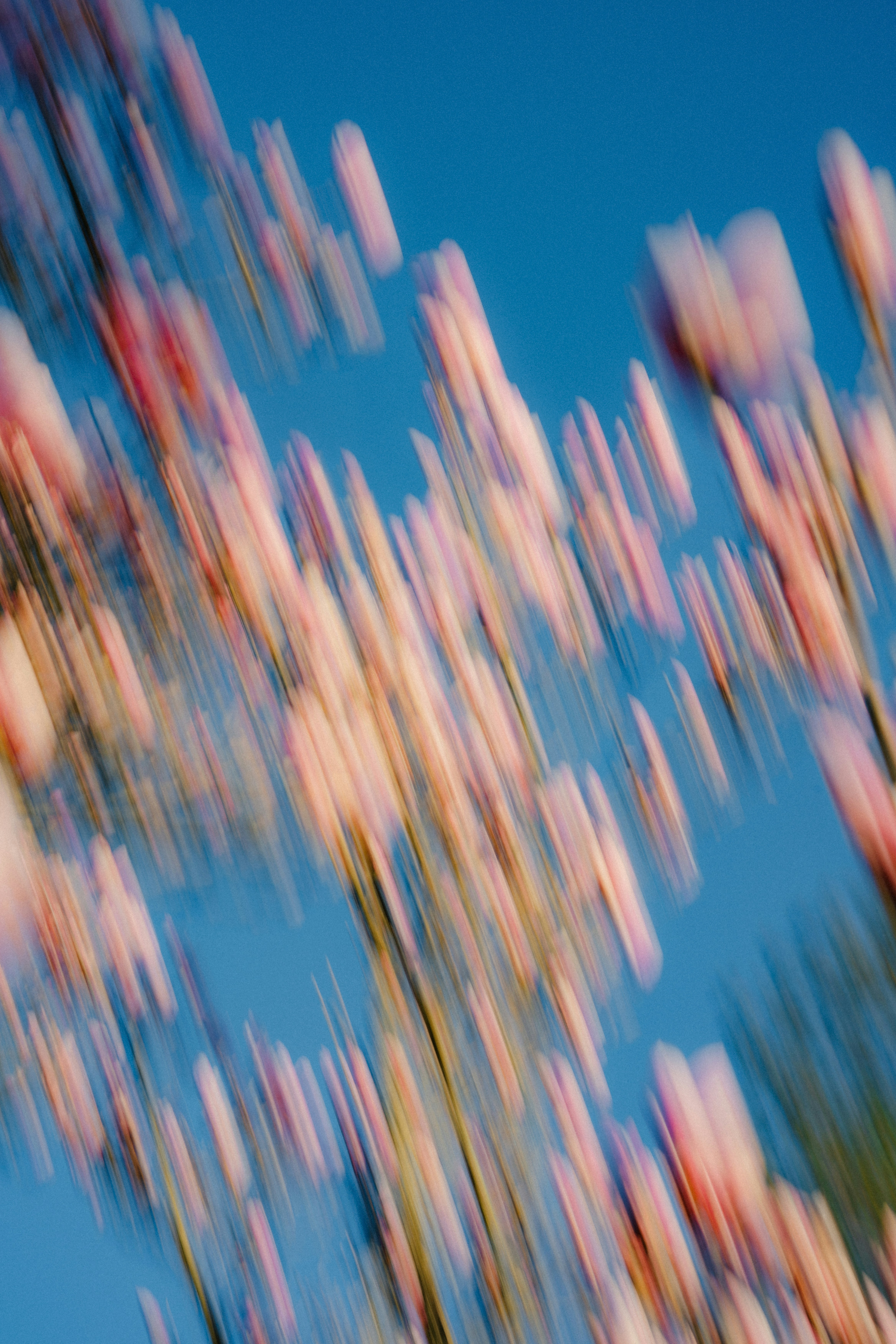 Abstract blur of pink flowers against blue sky