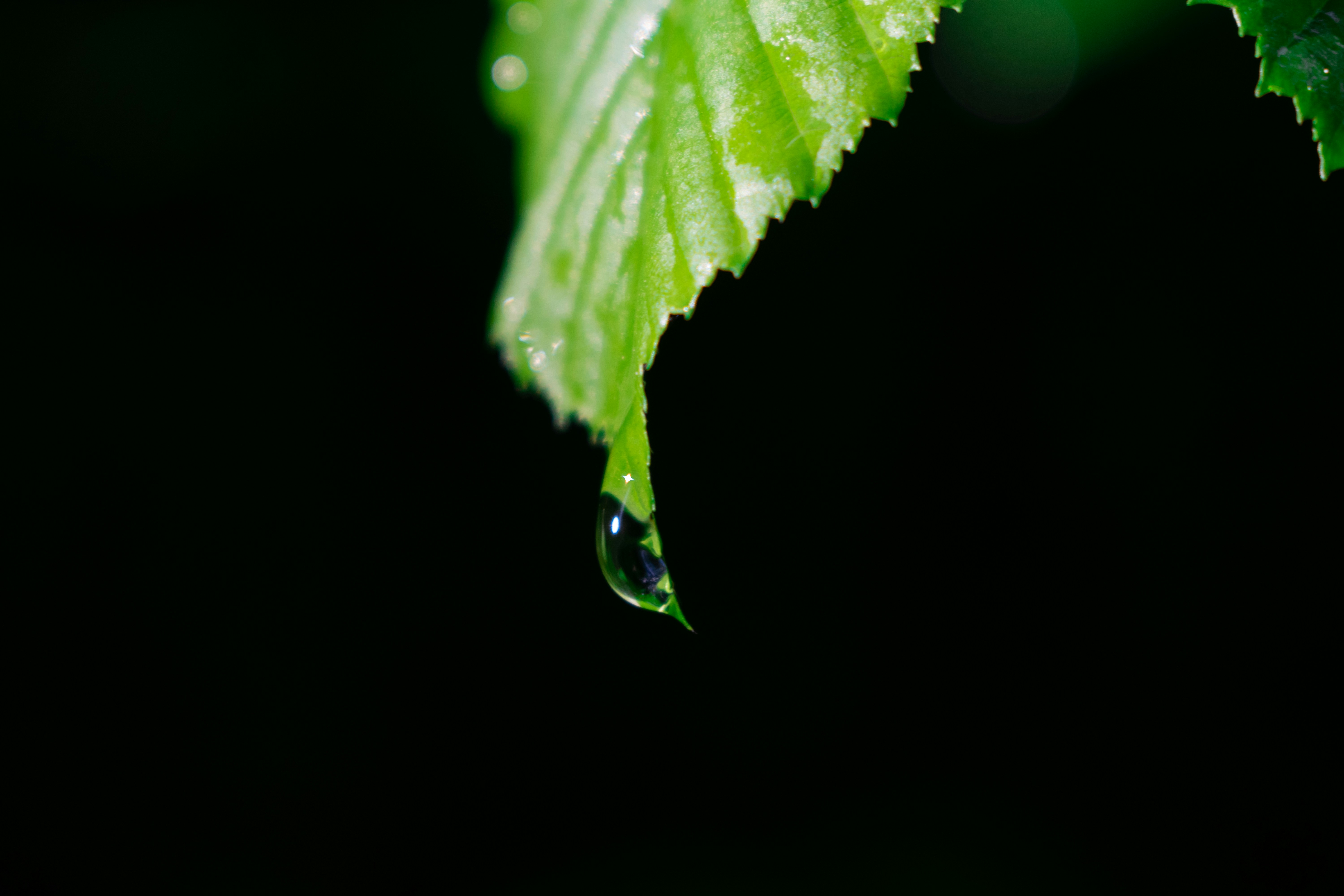 Photo by agresth