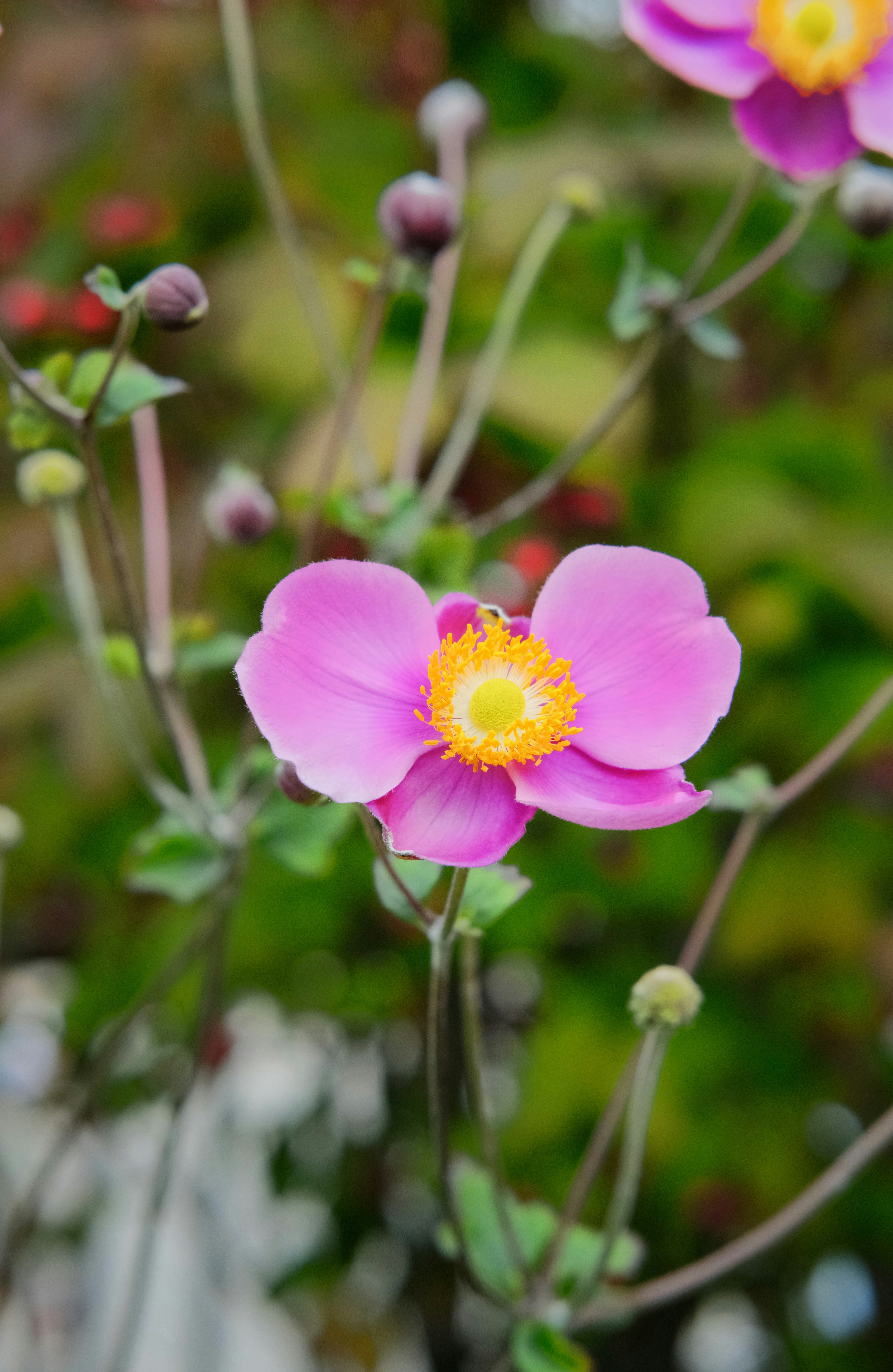 Eine zarte rosa japanische Anemonenblüte blüht.