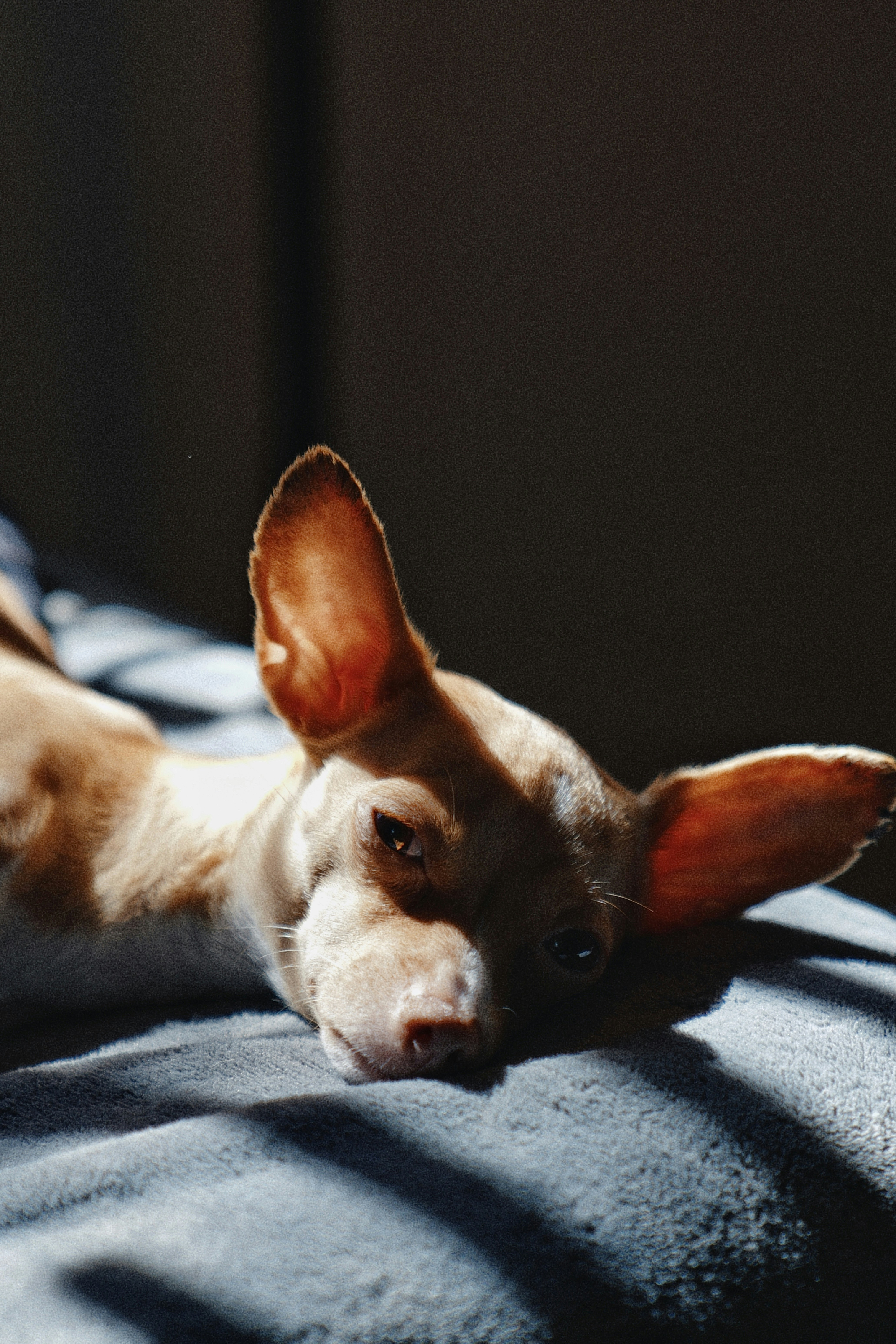 Un perro pequeño descansa sobre una manta gris.