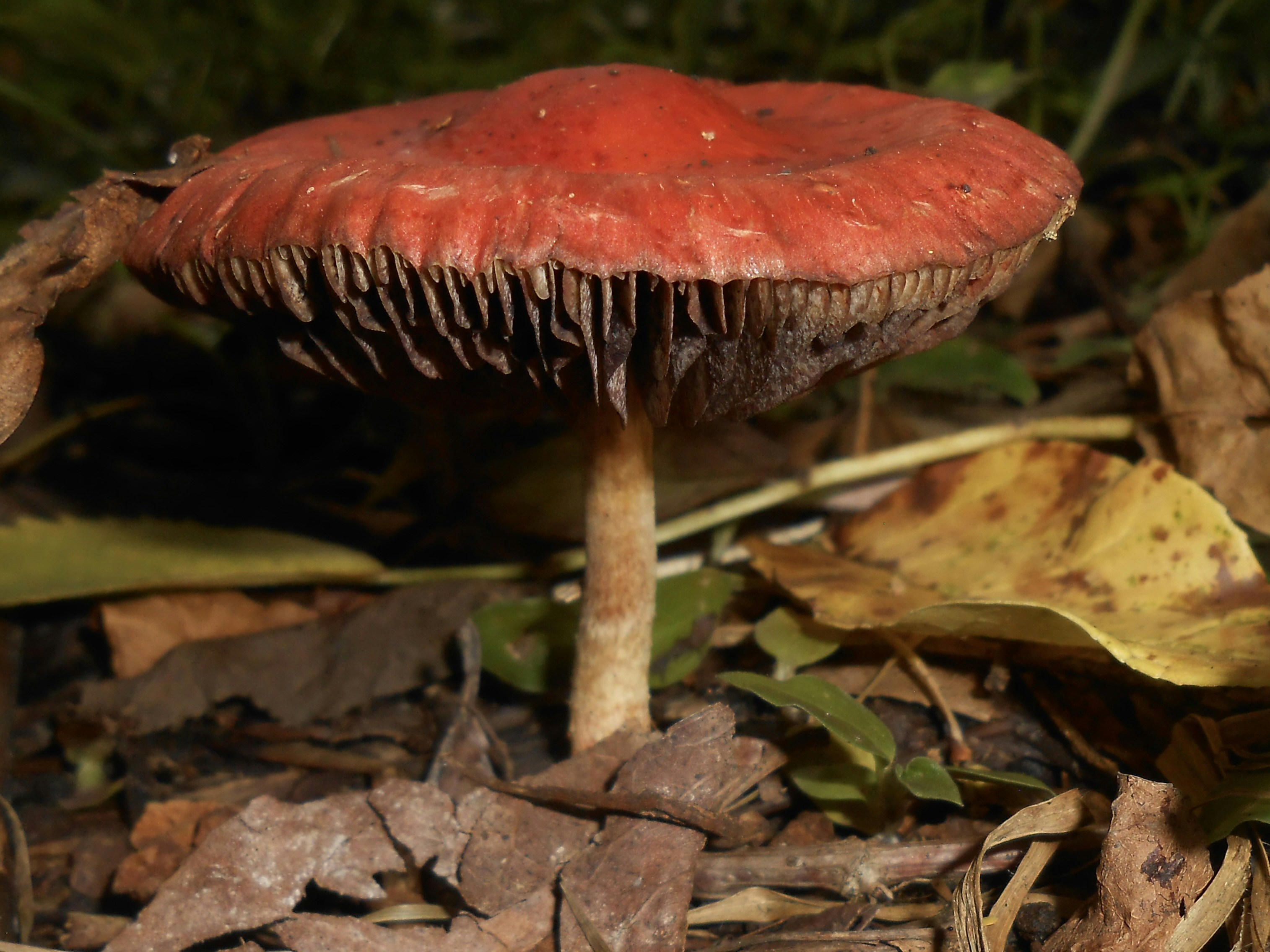 Red mushroom with brown gills on forest floor