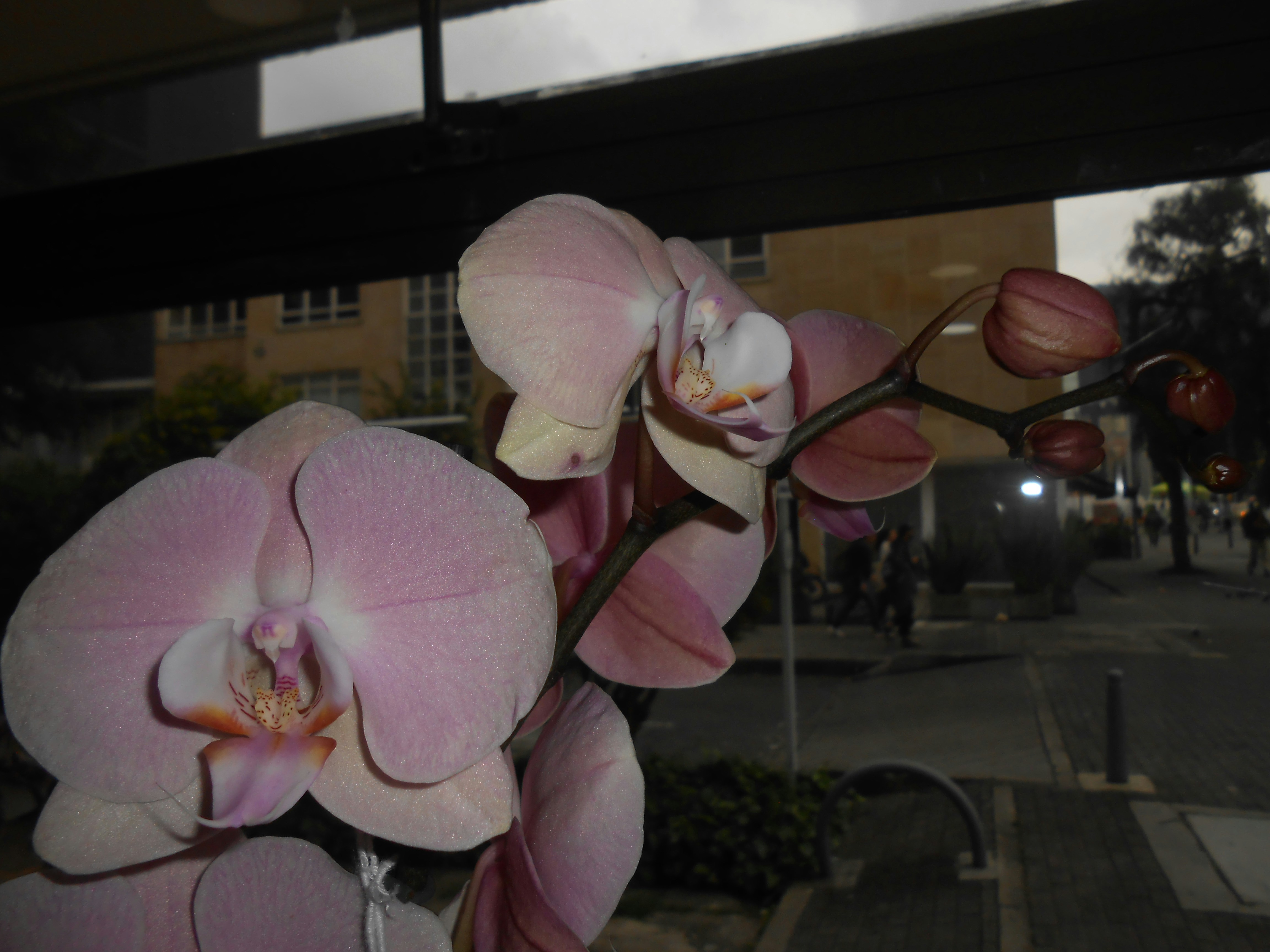 Close-up of pink orchids with buds and blurred background