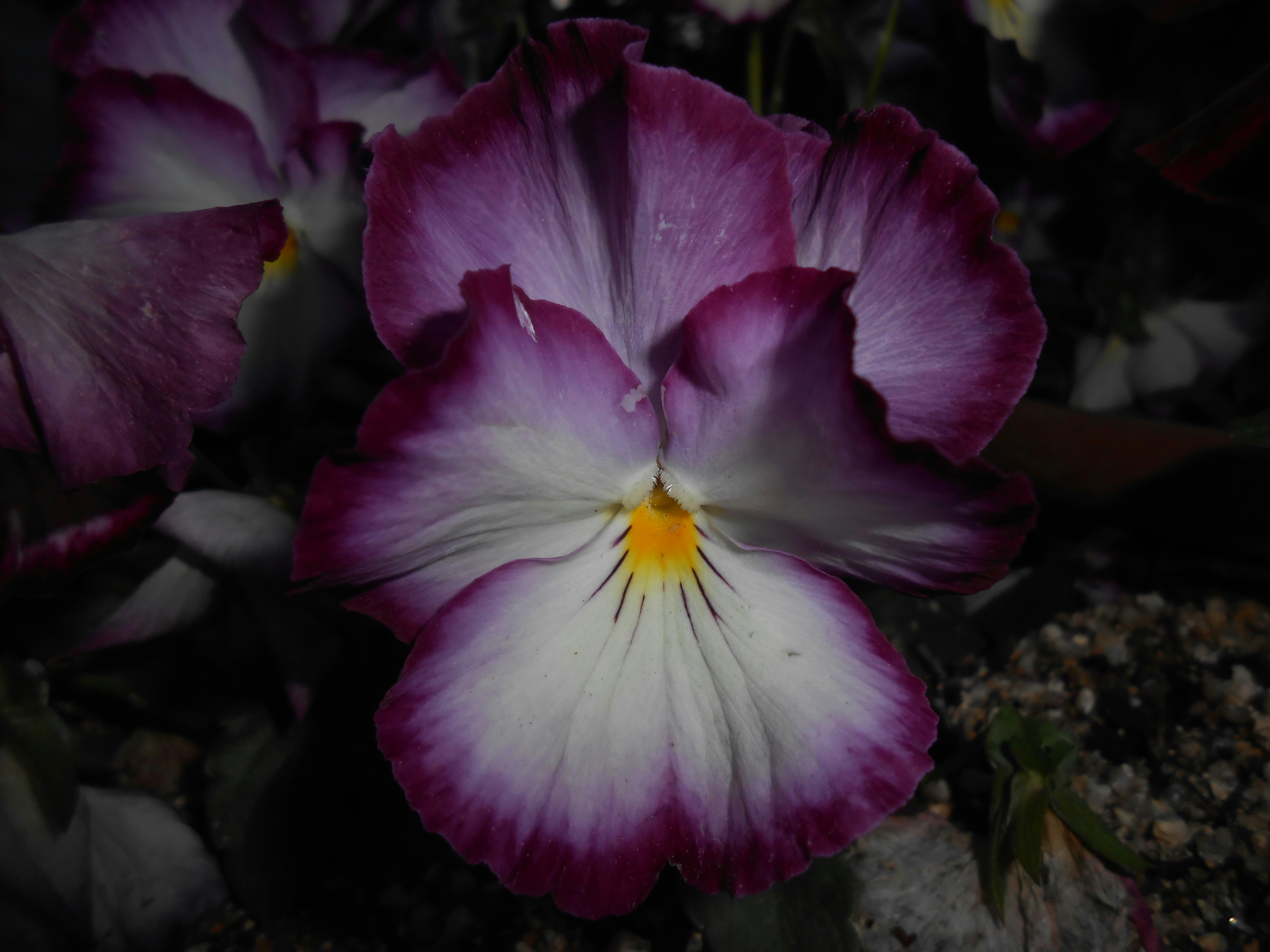 Close-up of a purple and white pansy flower.