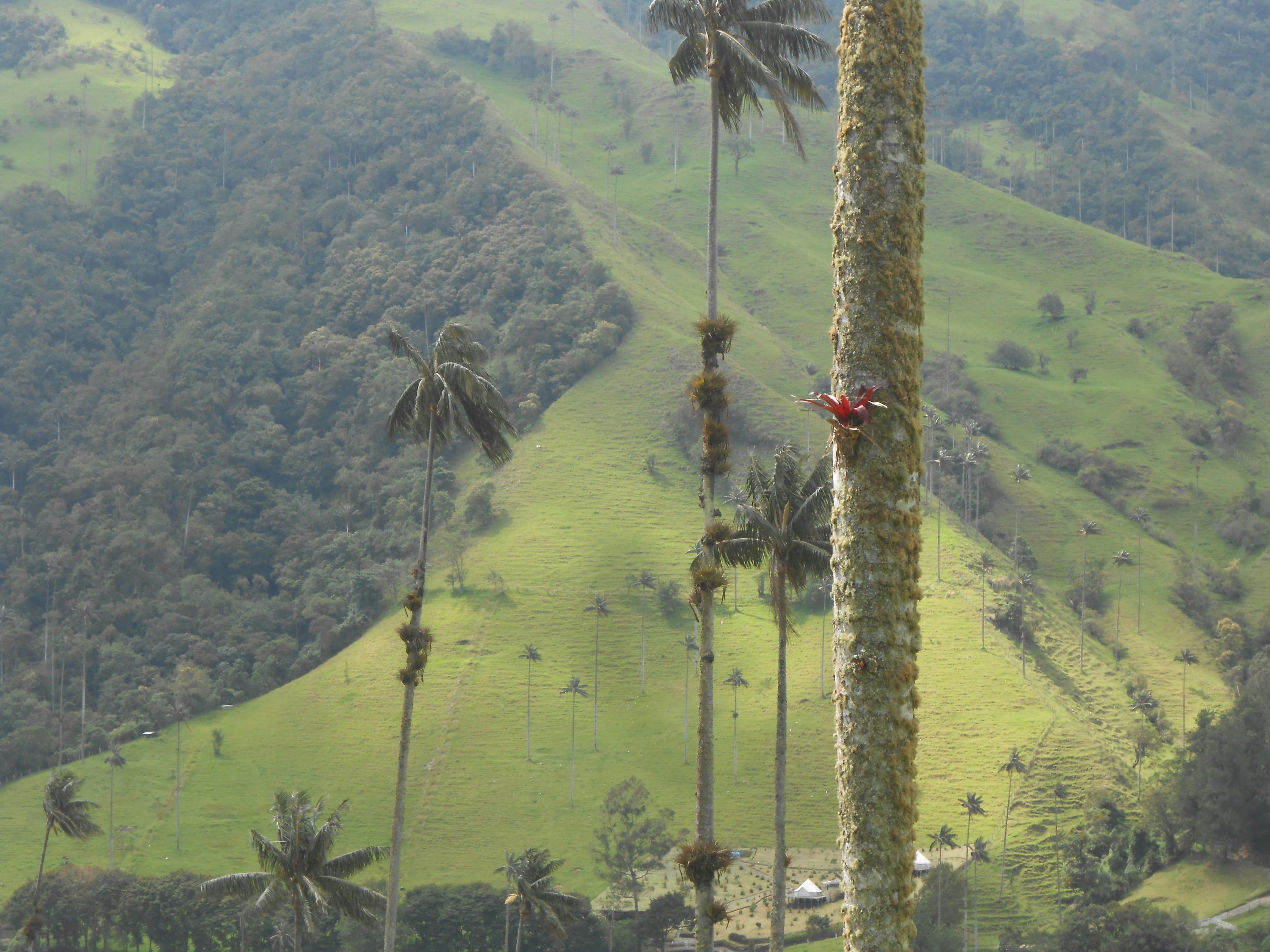 Tall palm trees in a lush green valley