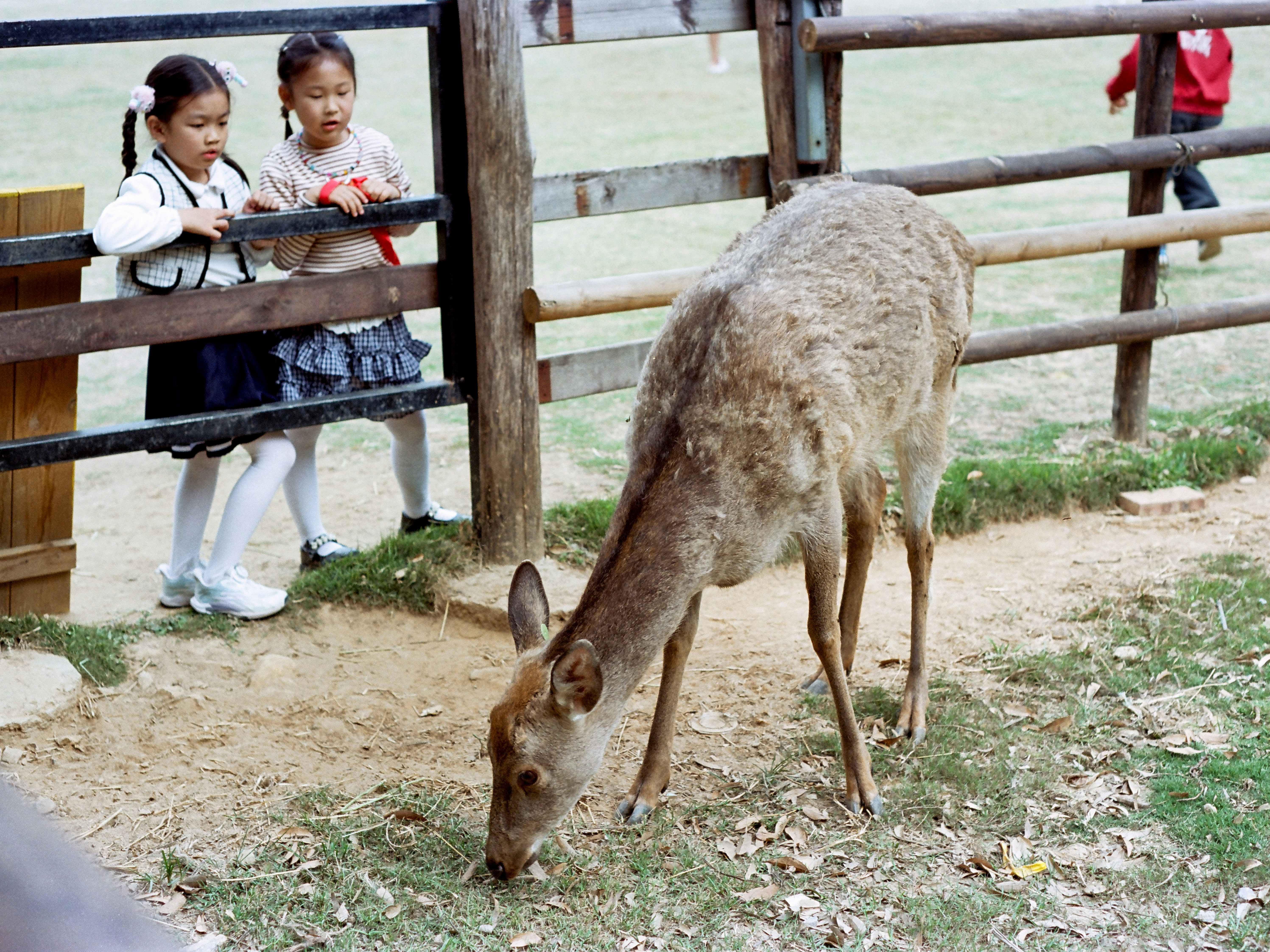 Two young girls watch a deer eating grass