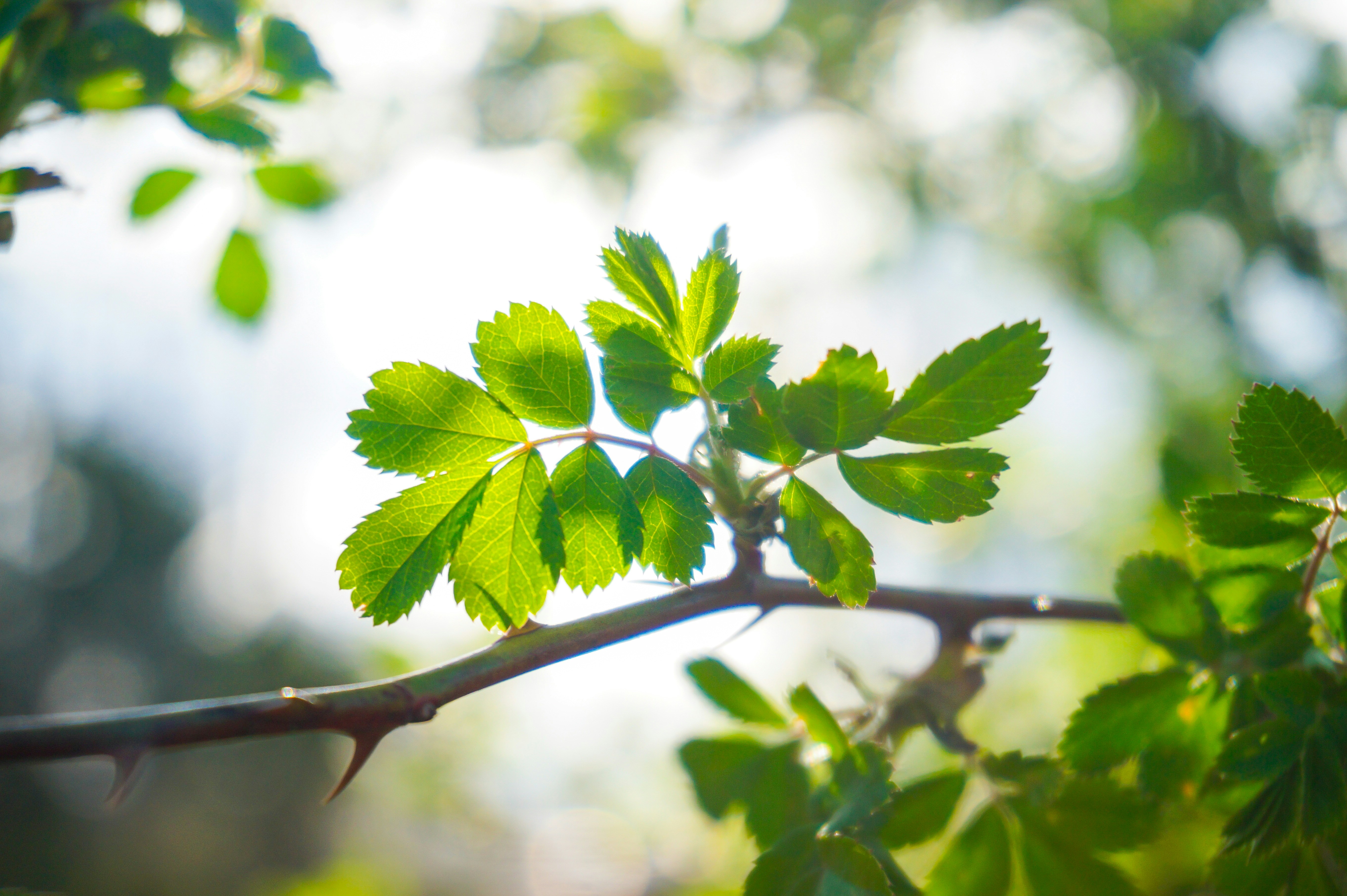 Green leaves on a thorny branch in sunlight