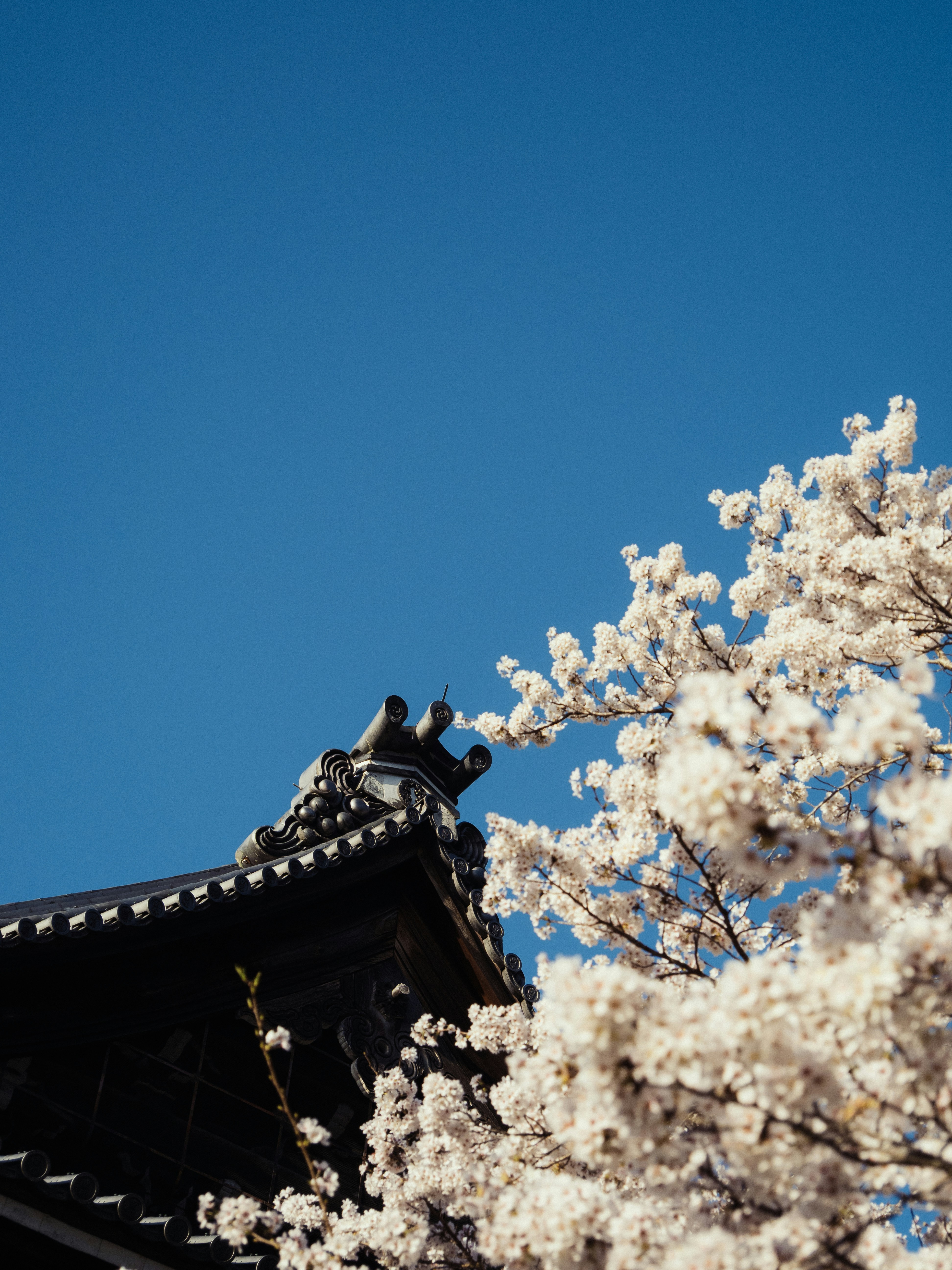 Los cerezos florecen junto al tejado tradicional de un templo japonés.
