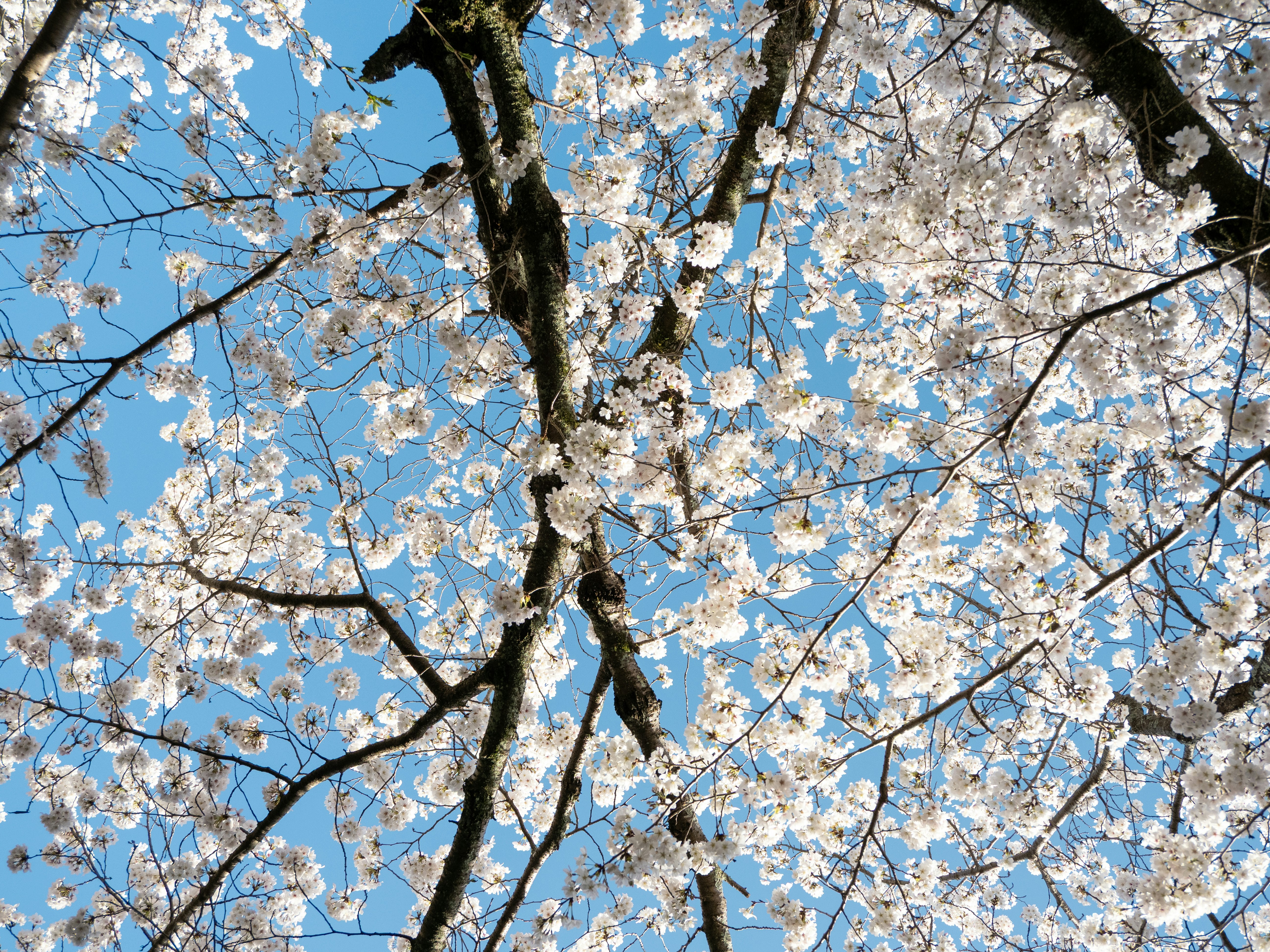 Los cerezos florecen contra un cielo azul despejado.