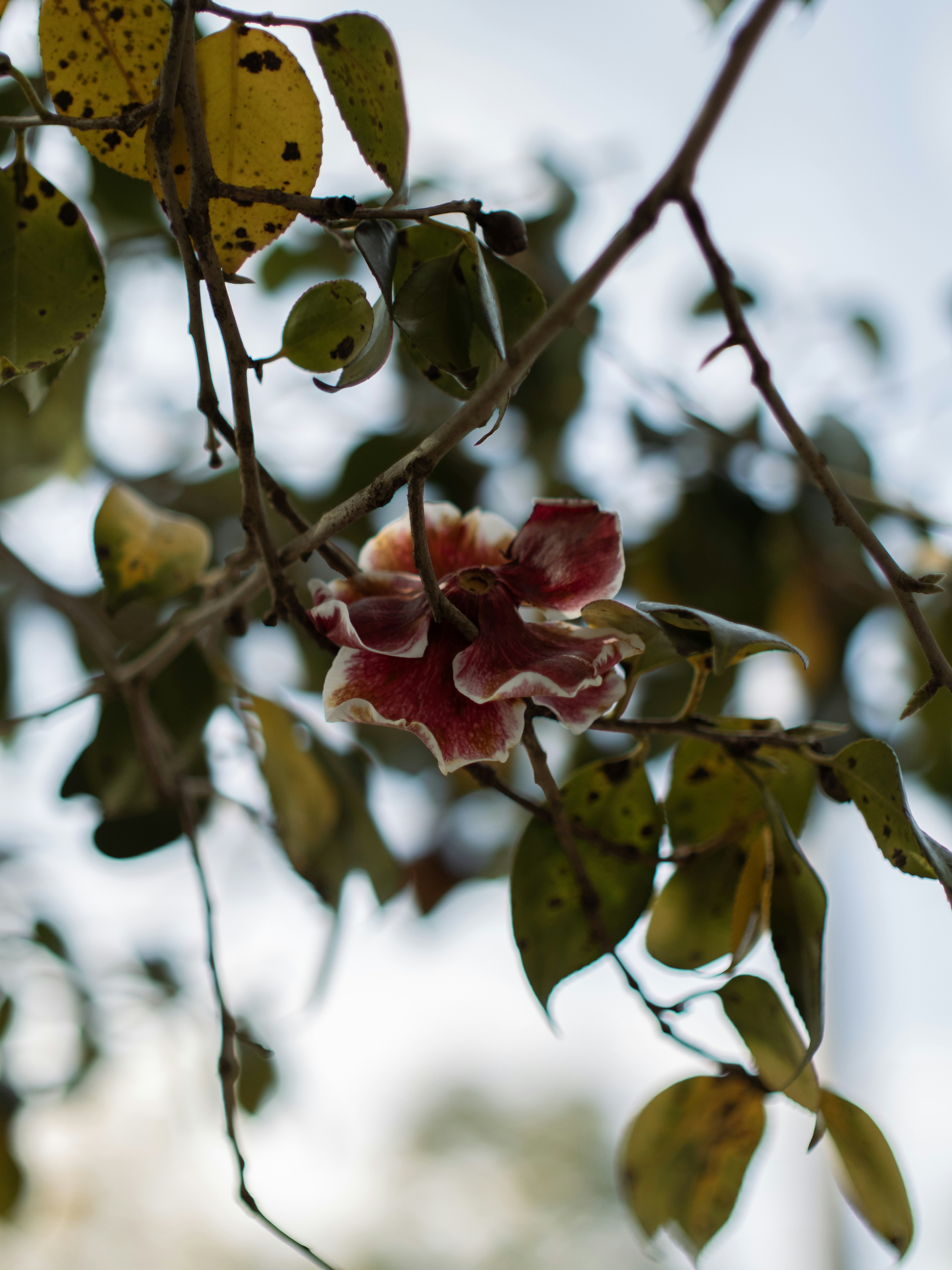 Una sola flor roja y blanca cuelga de una rama.