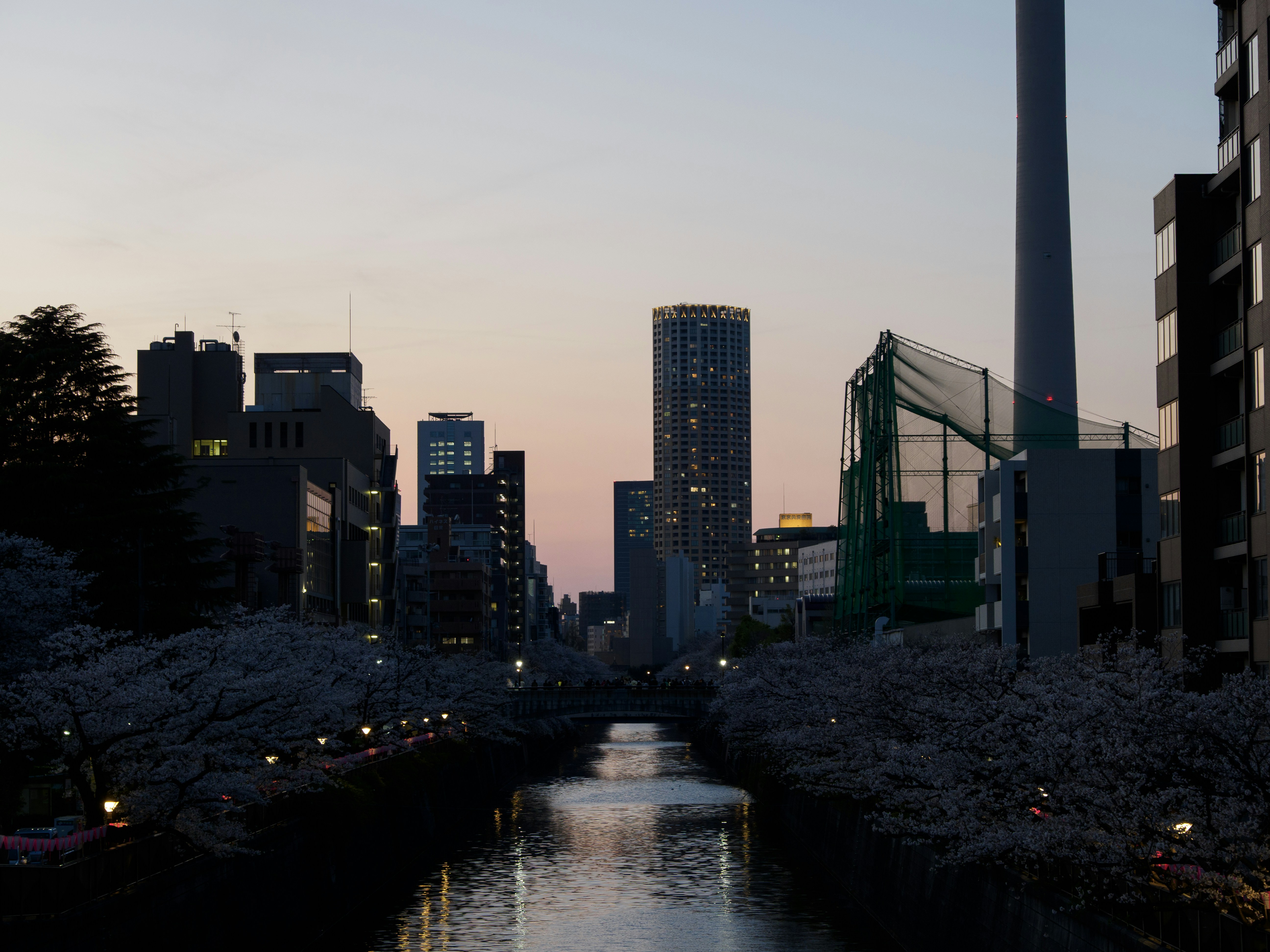 Meguro River canal in Tokyo lined with blooming cherry blossom trees in full spring bloom, pink petals reflecting in the water, lanterns hanging above the walkway at dusk
