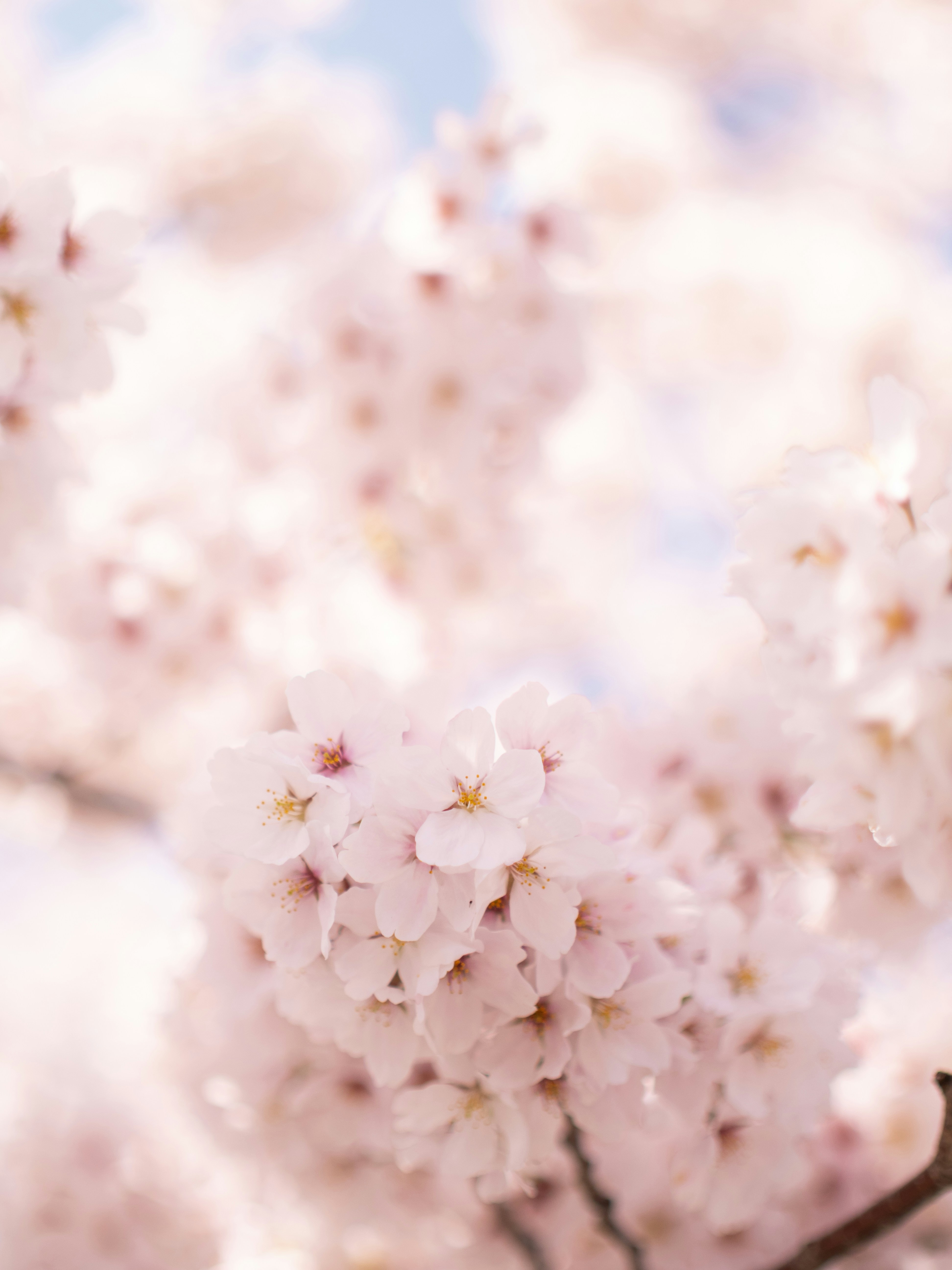 Flores de cerezo rosa suave florecen contra un cielo azul.