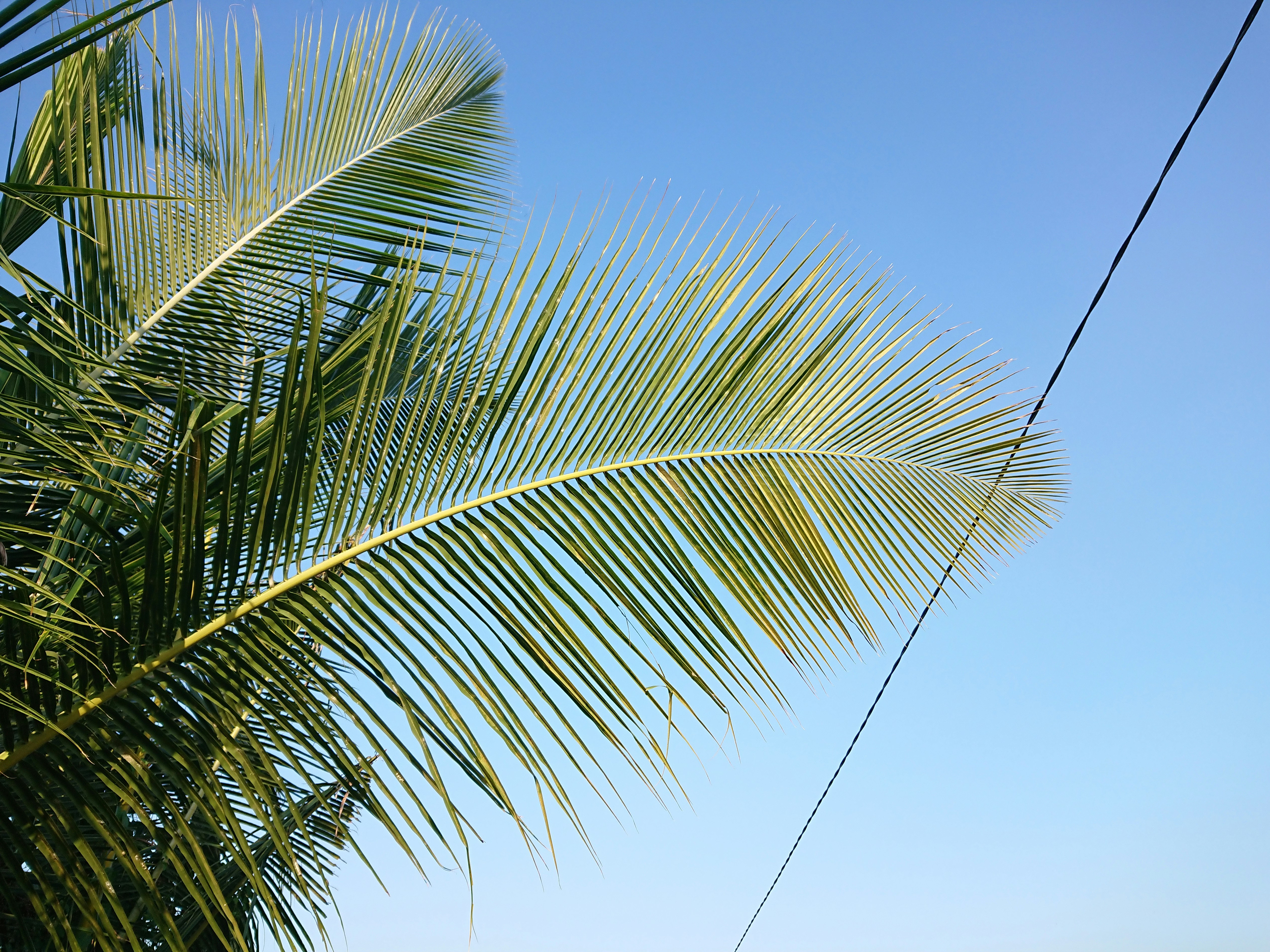 Palm fronds against a clear blue sky.