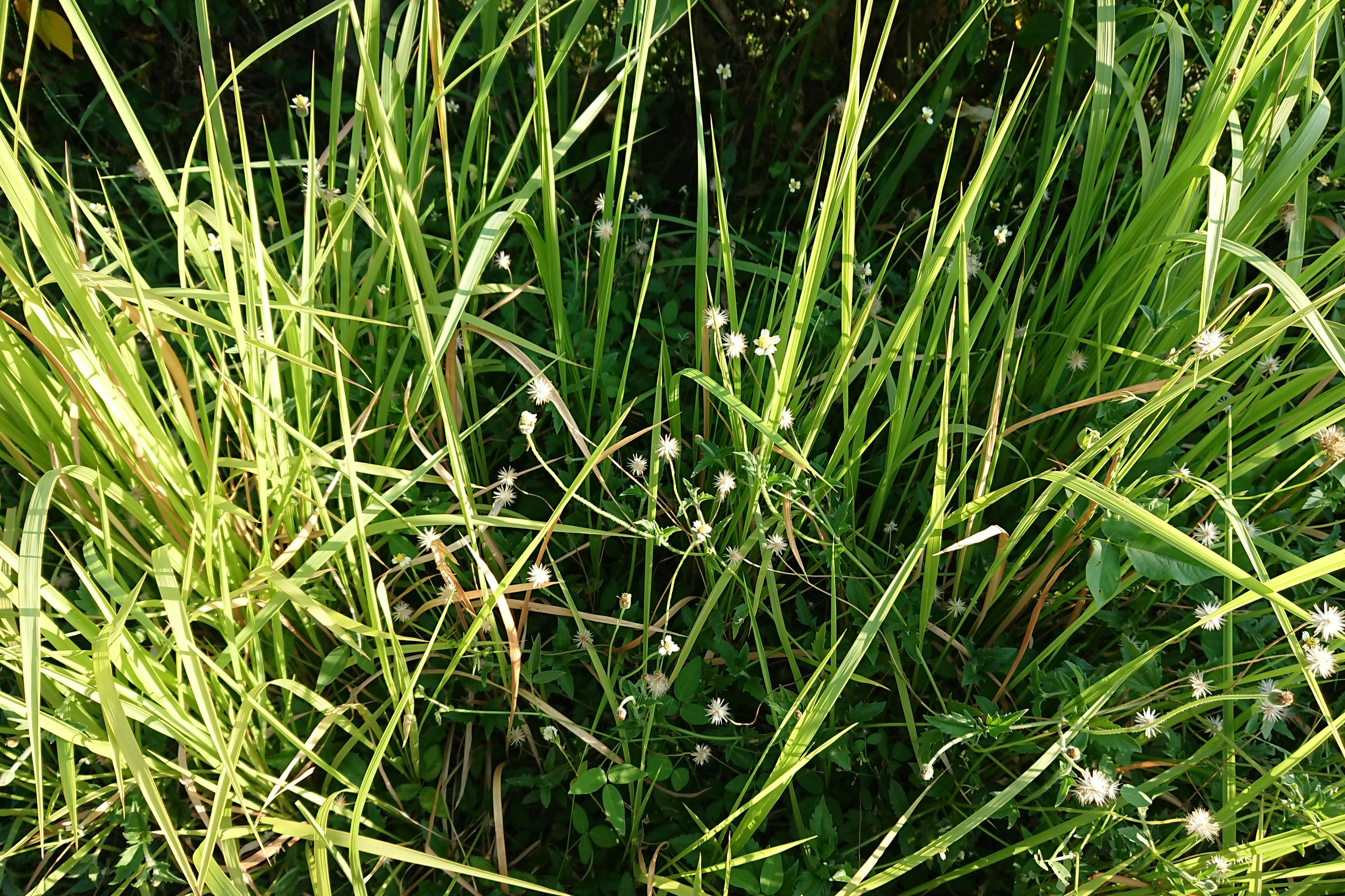 Close-up of green grass with small white flowers.