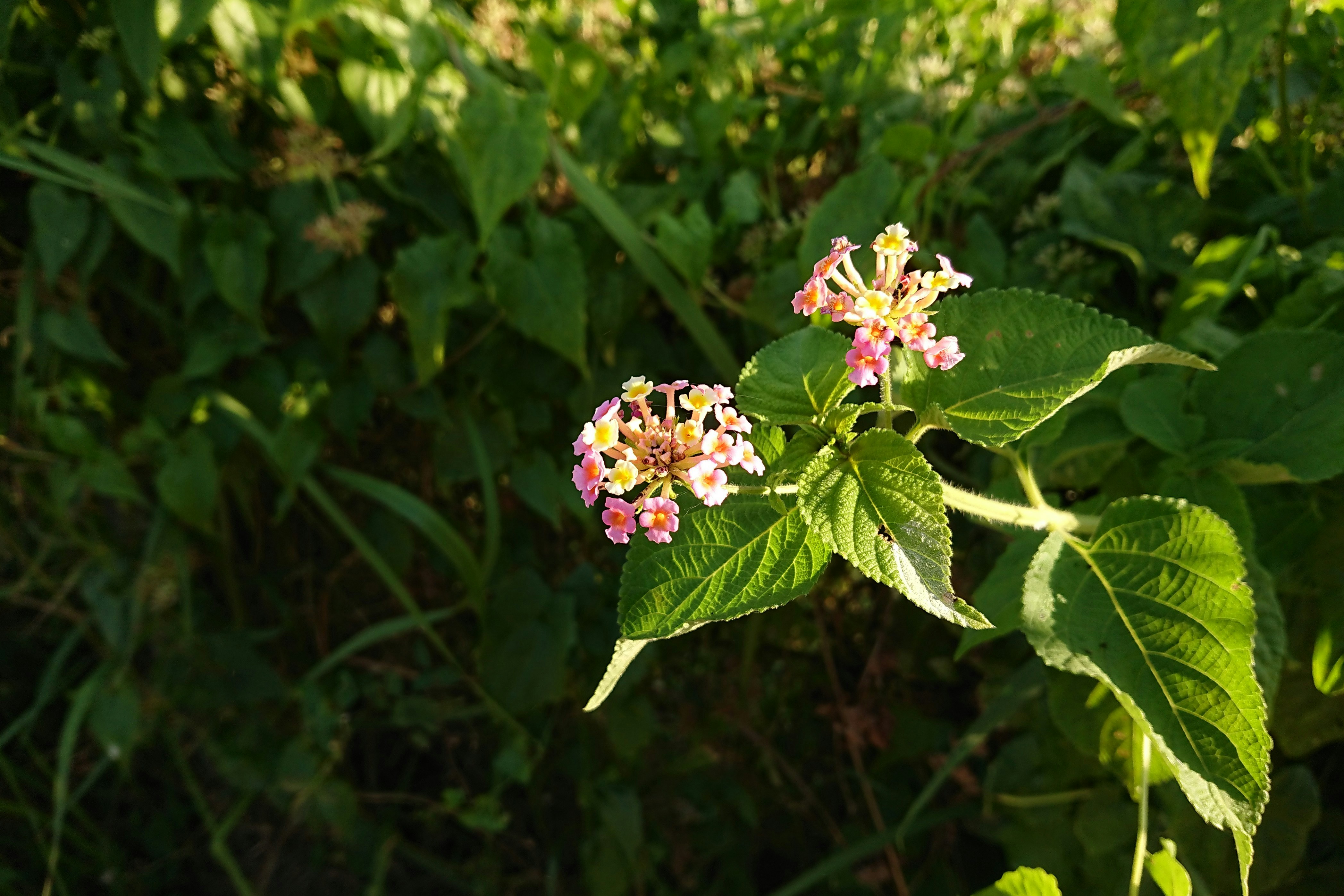 Two small clusters of pink and yellow flowers bloom.