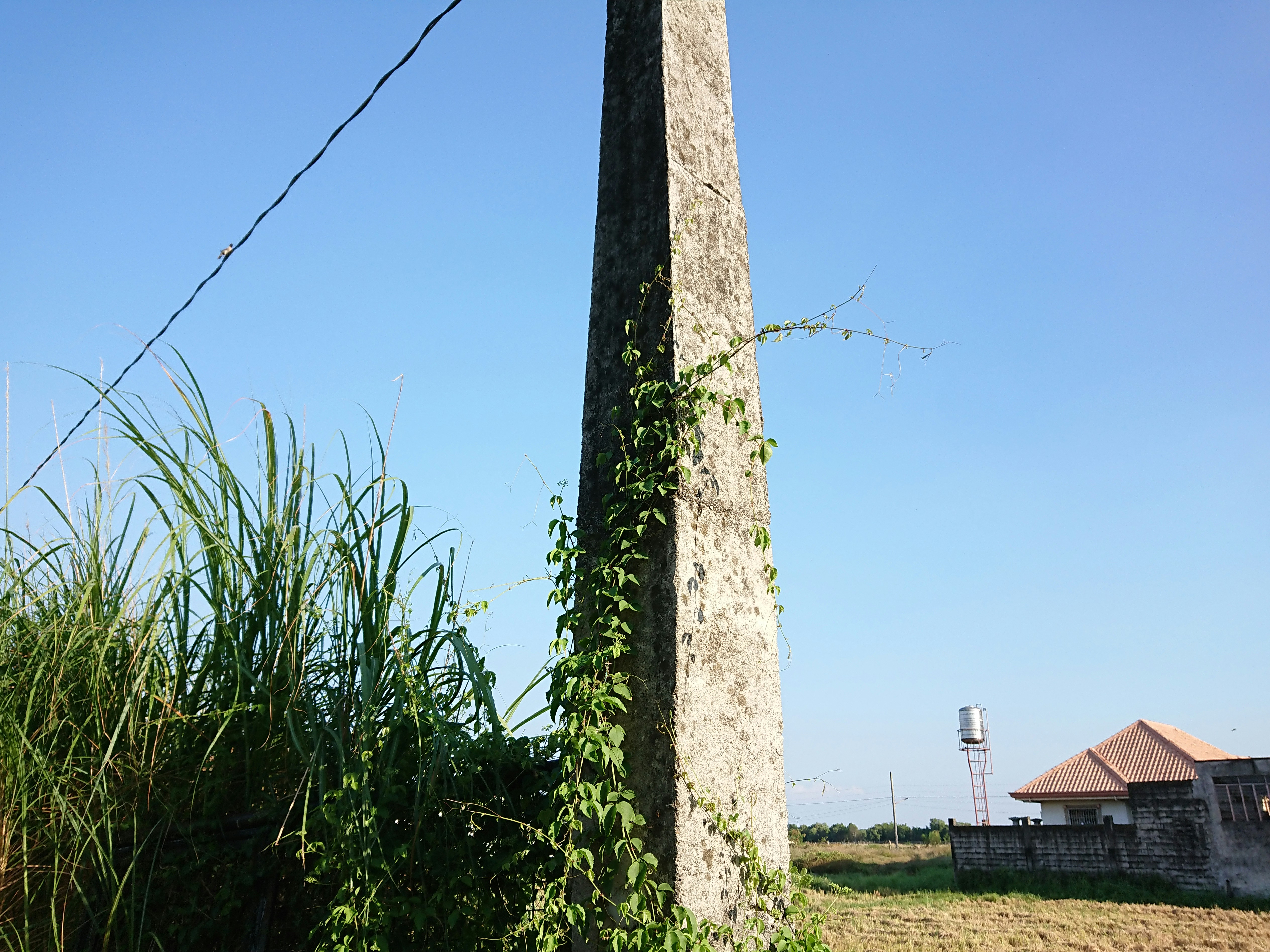 Concrete pole with vines and tall grass