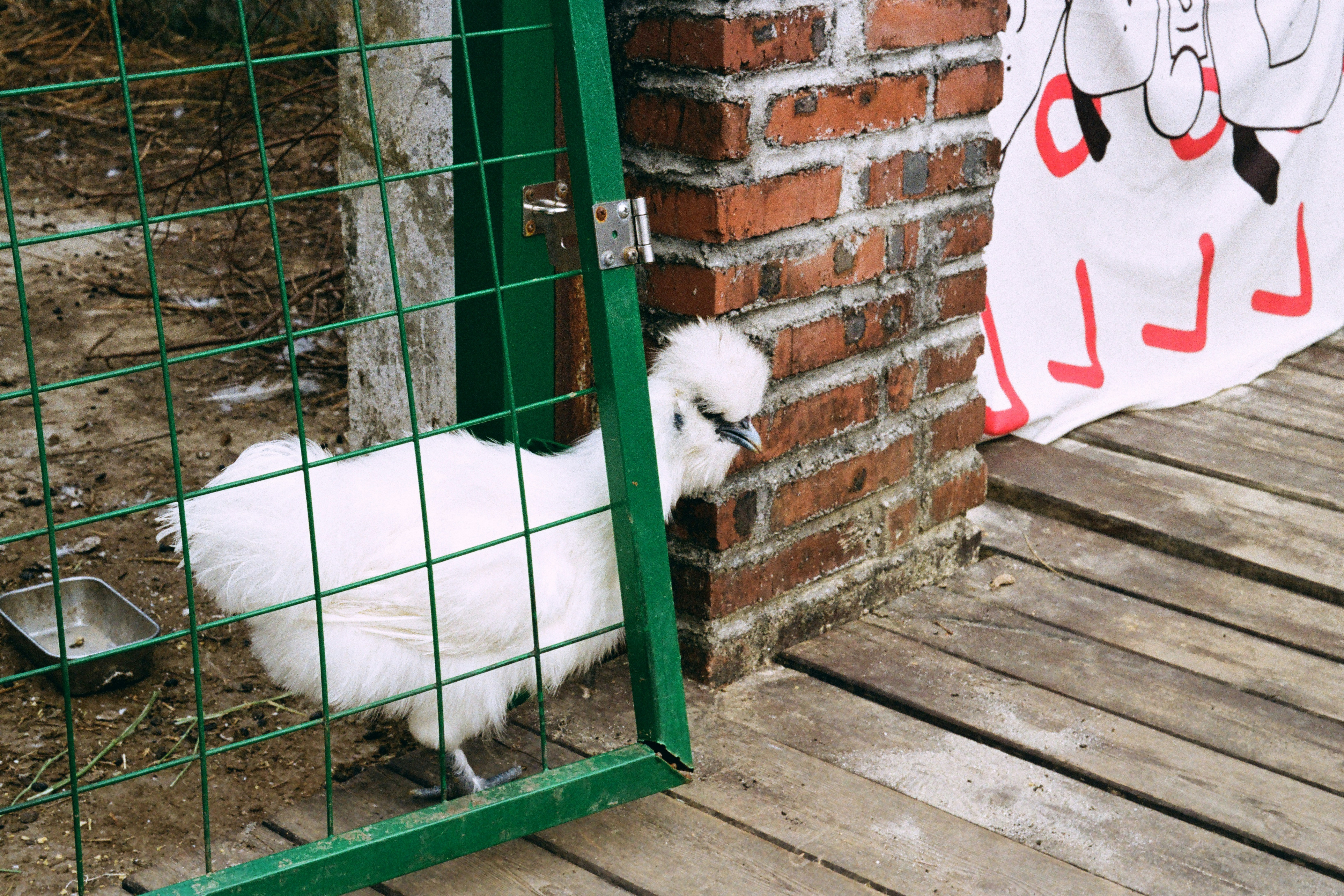 A fluffy white silkie chicken behind a green fence