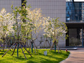 Blooming trees in front of a modern building