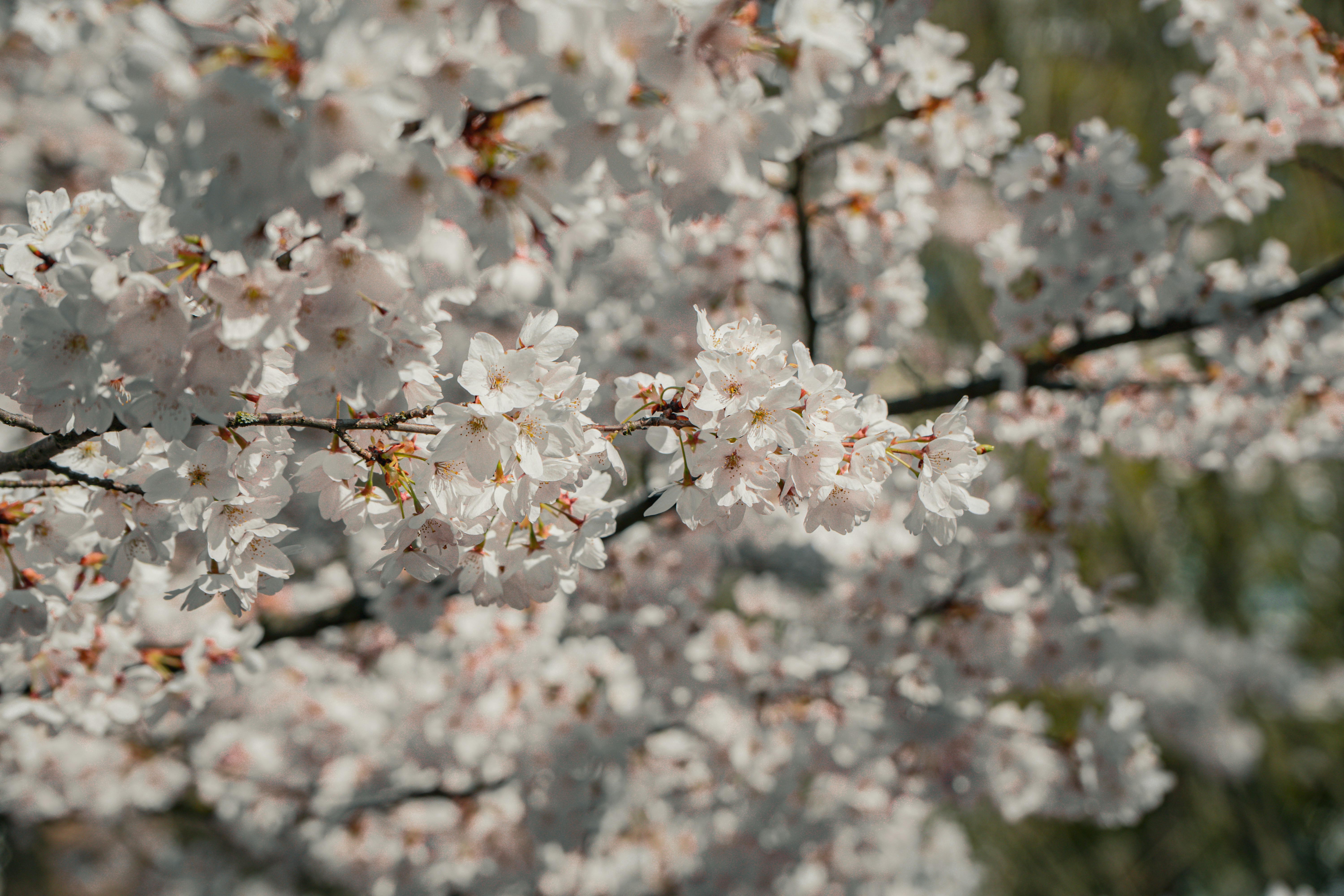 枝に生えた白い桜のクローズアップ。