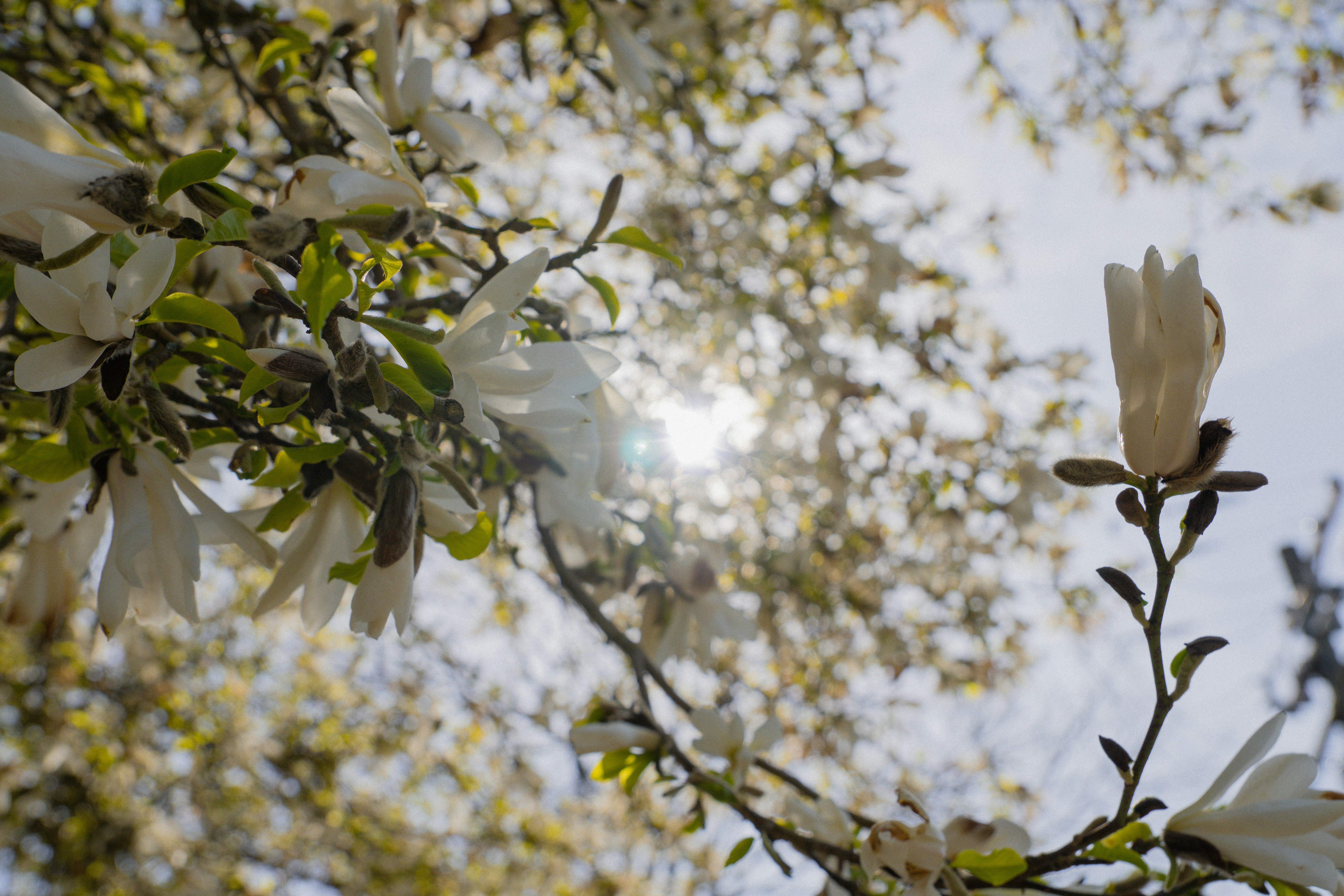 明るい空に白いモクノリアが咲く