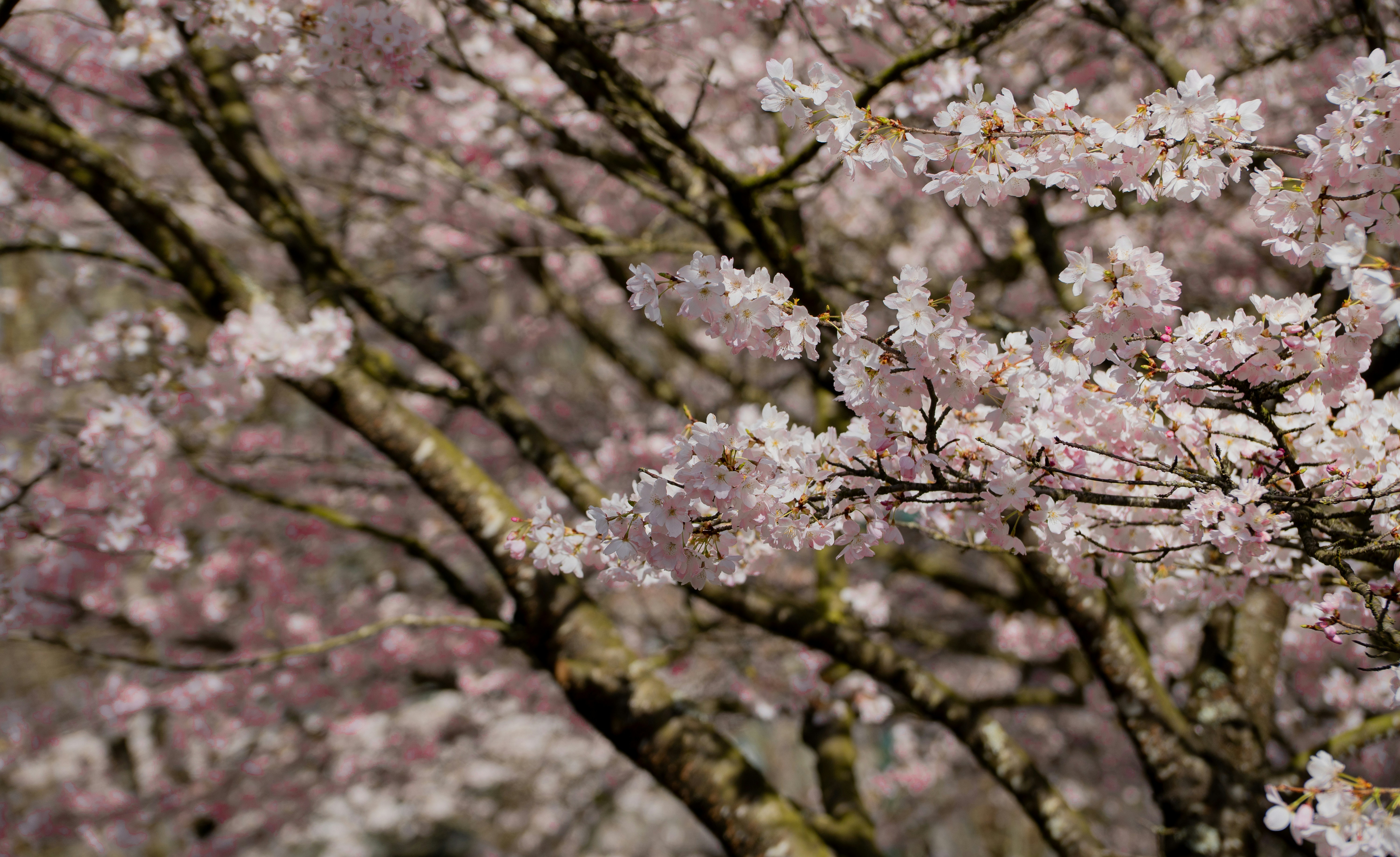 枝に咲く繊細なピンク色の桜のクローズアップ。