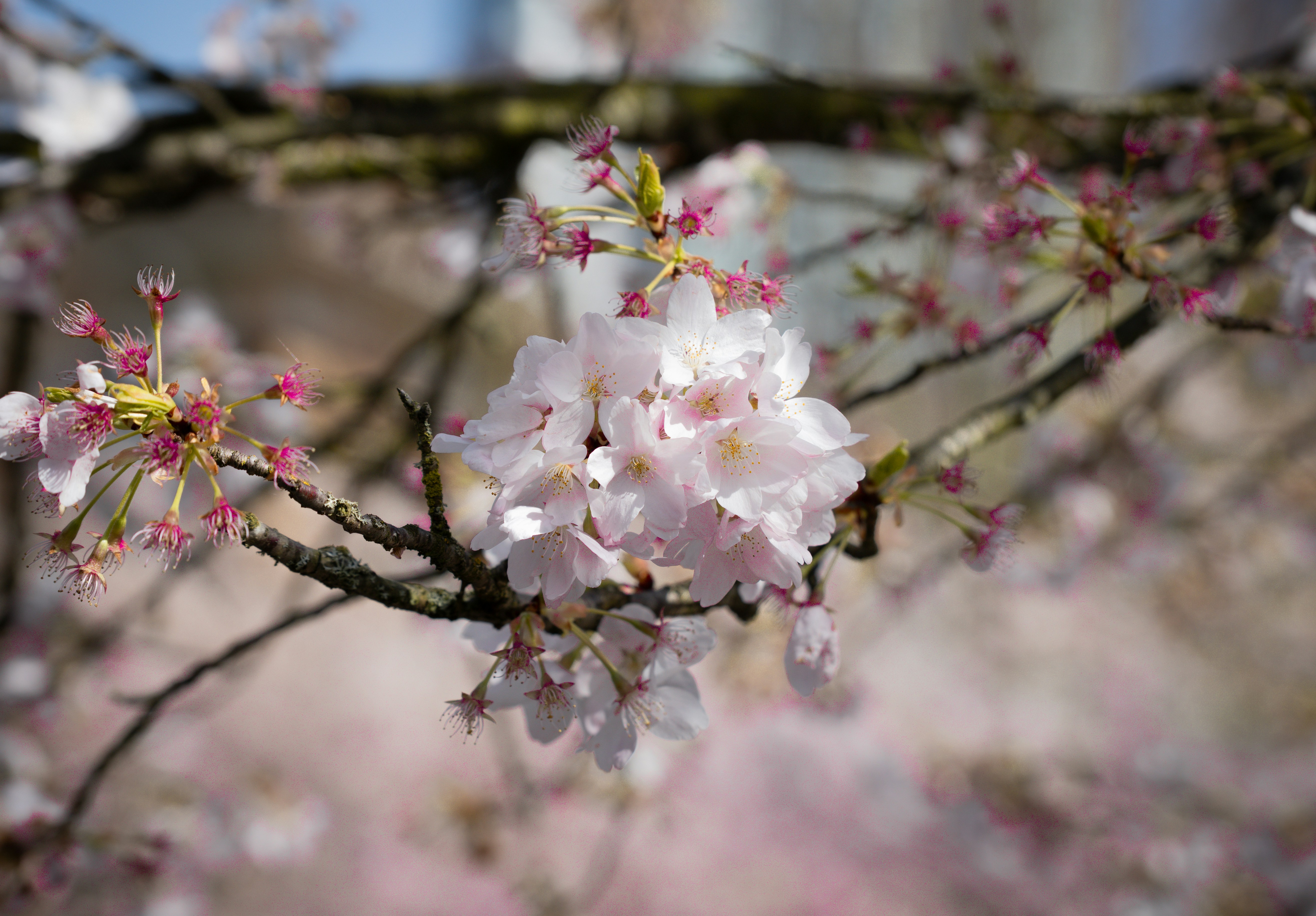 木の枝に咲く繊細なピンク色の桜