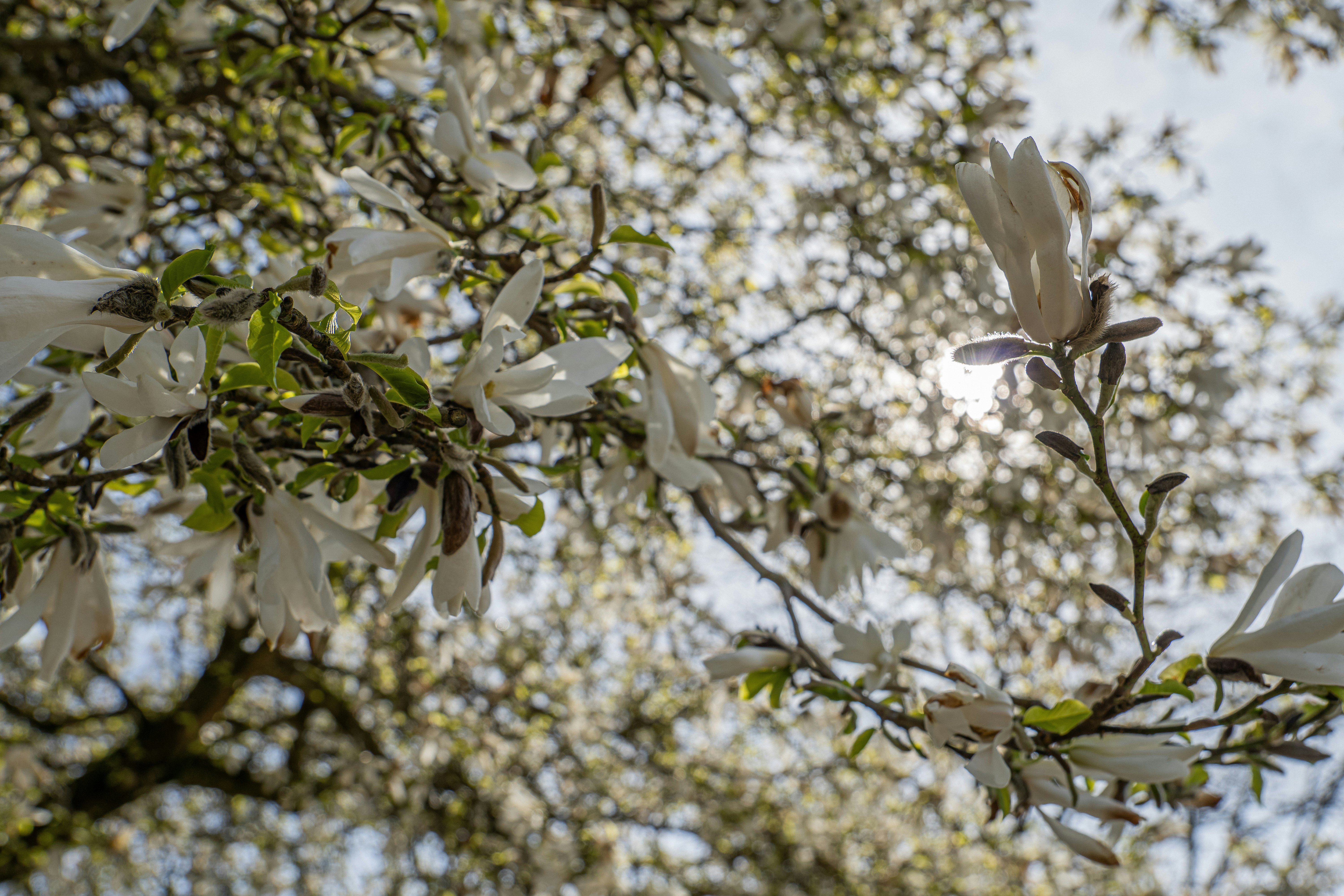 木の枝に咲く白いモクレンの花。