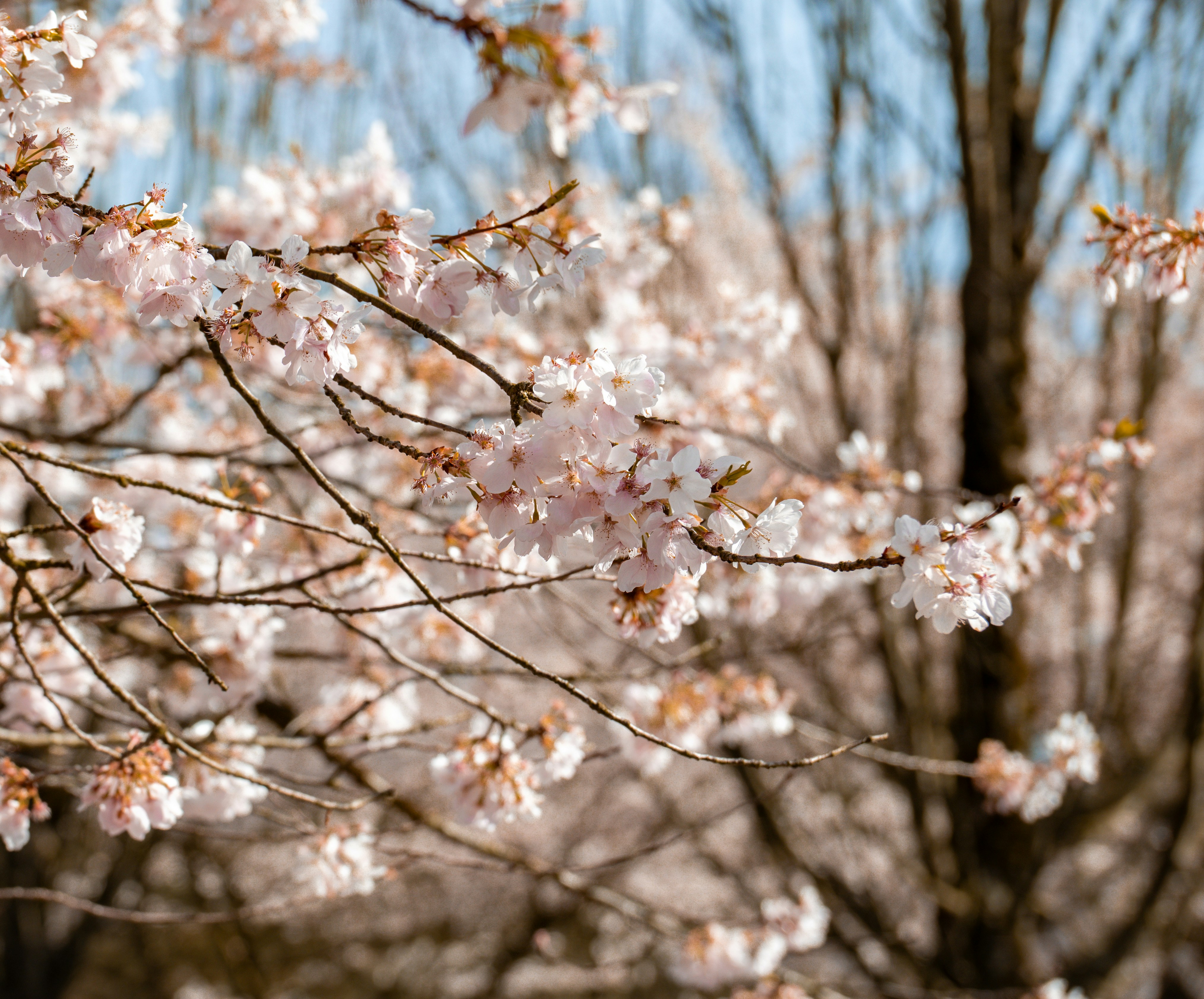 枝に咲く桜のクローズアップ。
