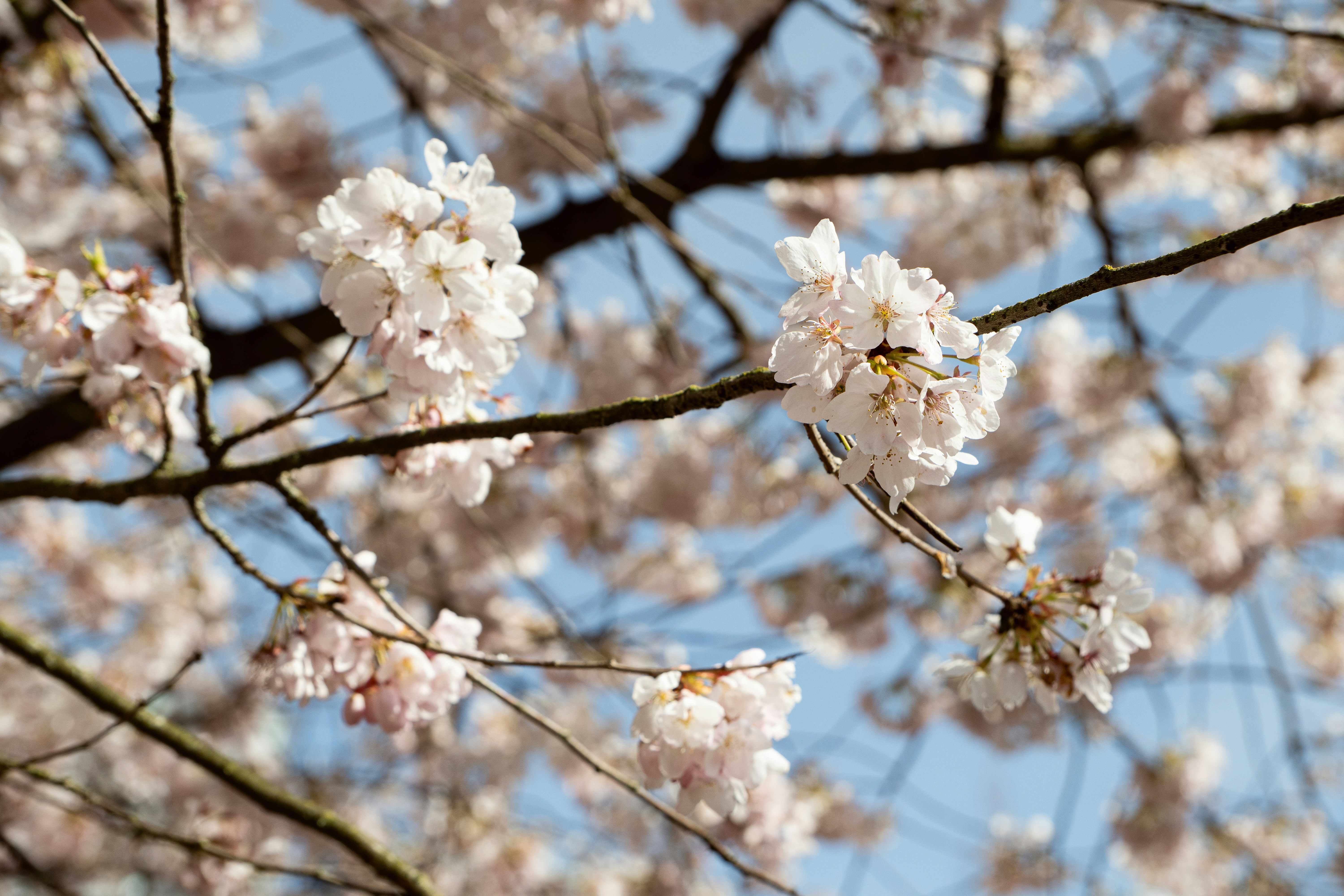 繊細な桜が澄んだ青空に咲き誇ります。